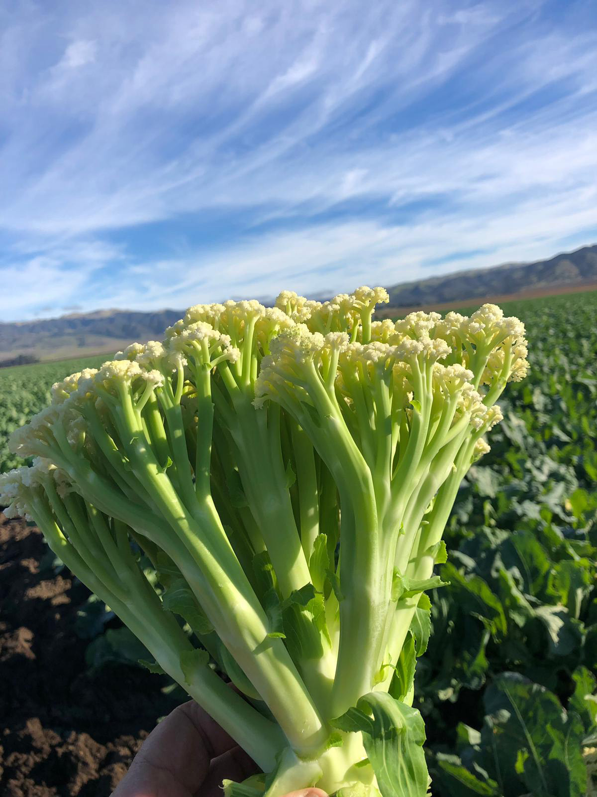 Nahaufnahme eines frischen Brokkolini-Bündels mit hellgrünen Stängeln und kleinen cremefarbenen Röschen, im Vordergrund vor einem Feld und blauem Himmel