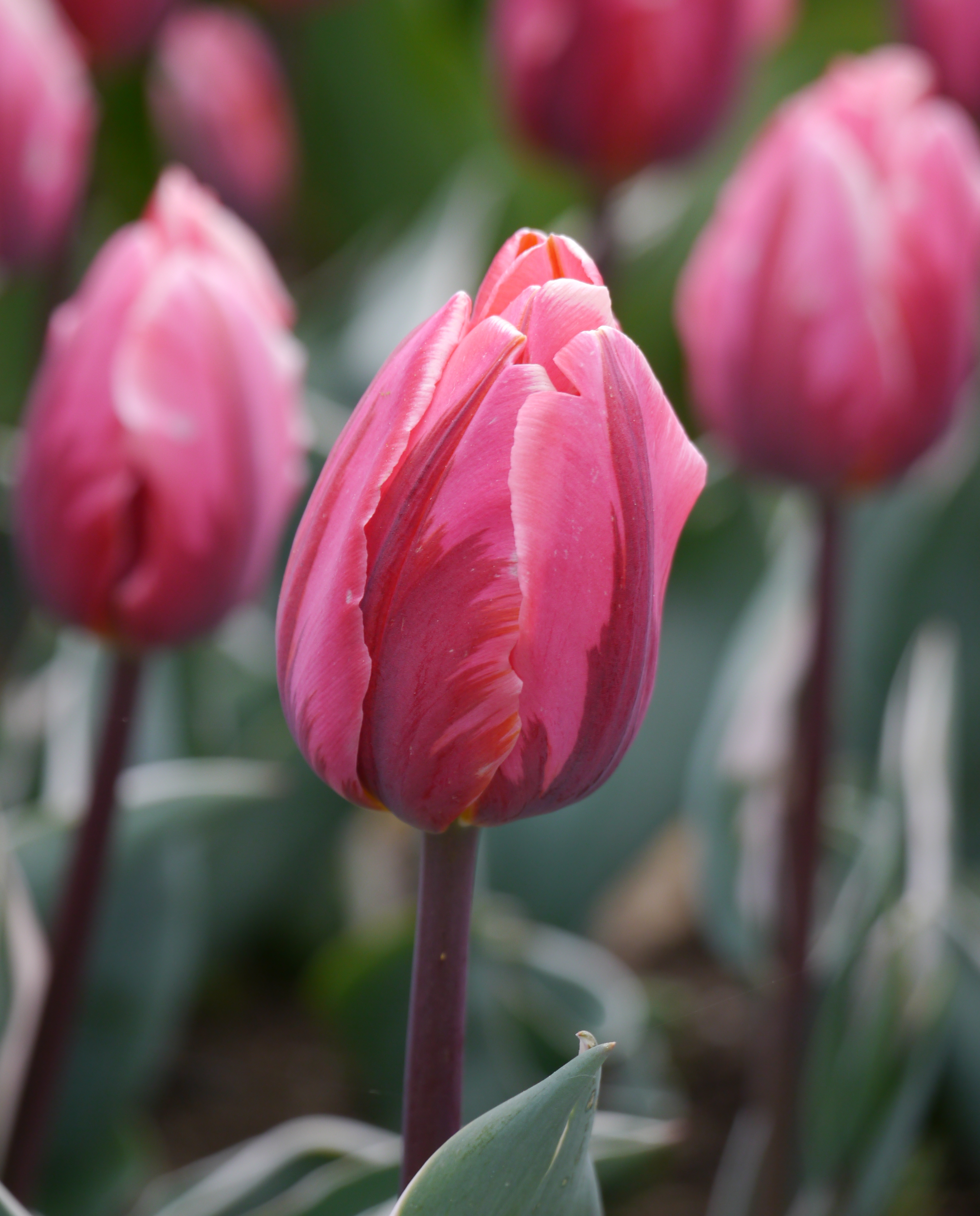 52208_Triumph-Tulpen Pretty Princess Nahaufnahme einer rosa Tulpe mit geschlossener Blüte und grünen Blättern im Garten, unscharfer Hintergrund