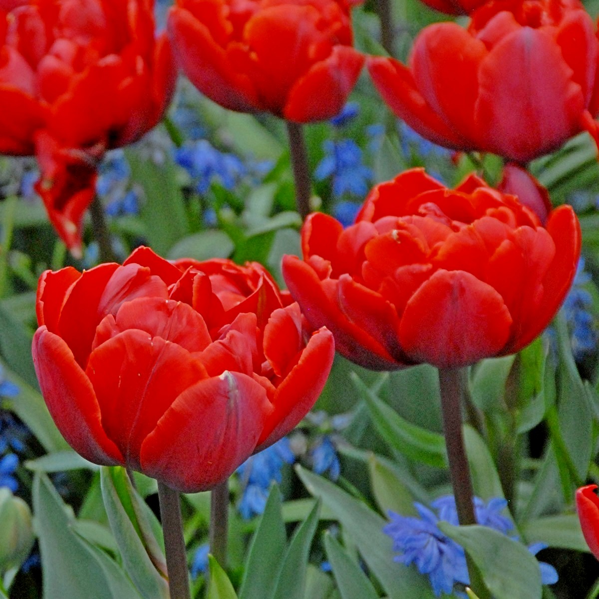 Nahaufnahme roter, gefüllter Tulpen in einem Frühlingsbeet mit grünen Blättern und kleinen blauen Blüten im Hintergrund
