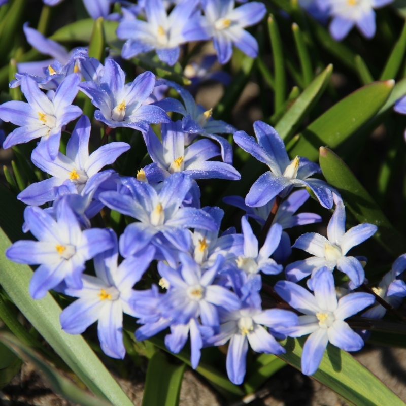 Chionodoxa forbesii