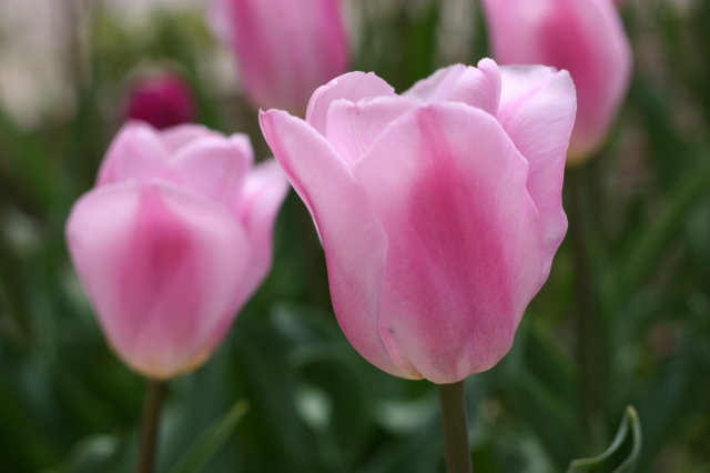 Nahaufnahme einer rosa-pinken Tulpe im Vordergrund, weitere unscharfe Tulpen und grünes Laub im Hintergrund