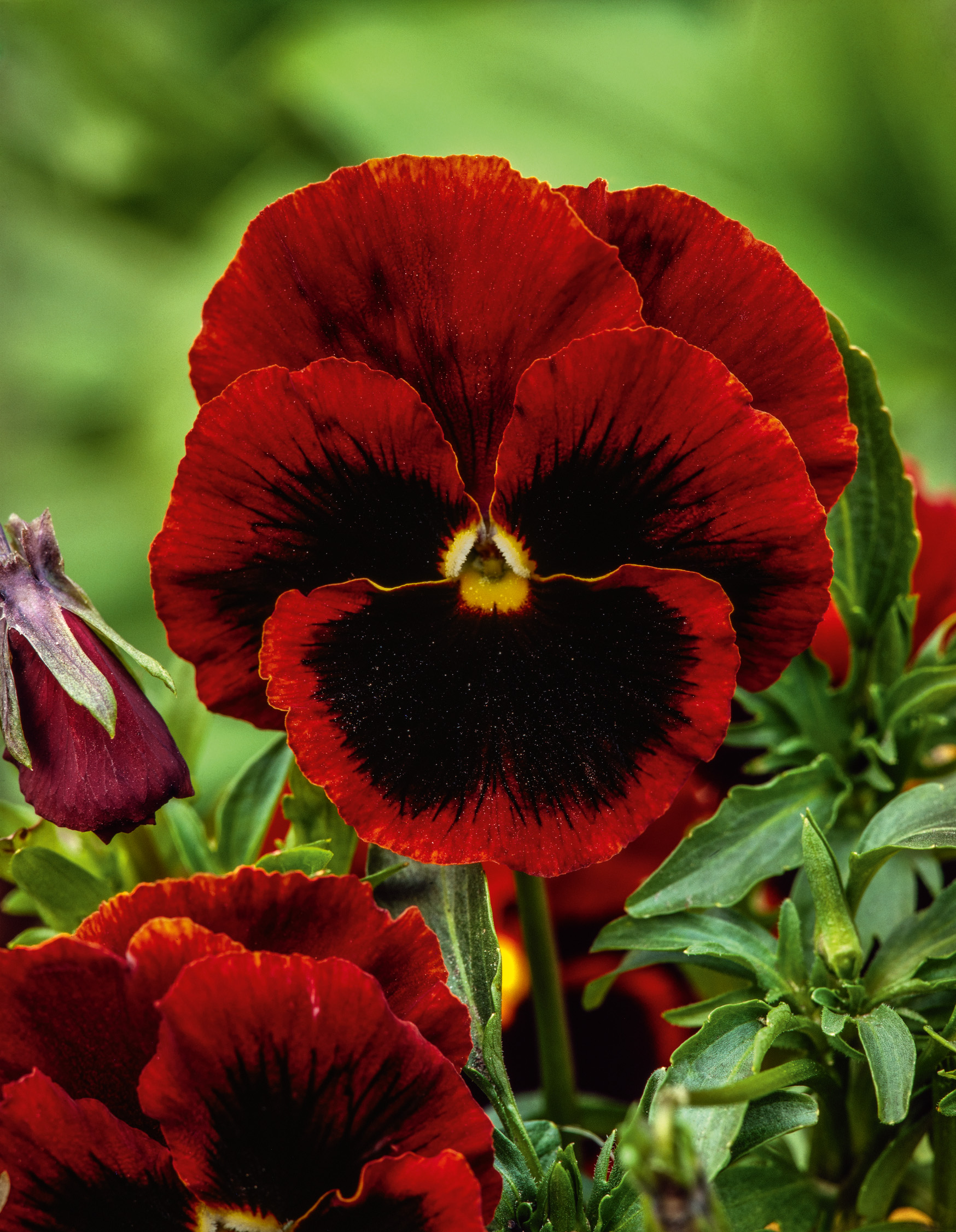 Stiefmütterchen Abendglut