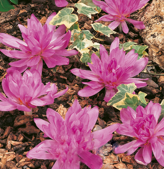 Mehrere rosa, gefüllte Herbstzeitlosenblüten (Colchicum) wachsen eng beieinander auf braunem Rindenmulch; dazwischen grün-weiß panaschierte Efeublätter.