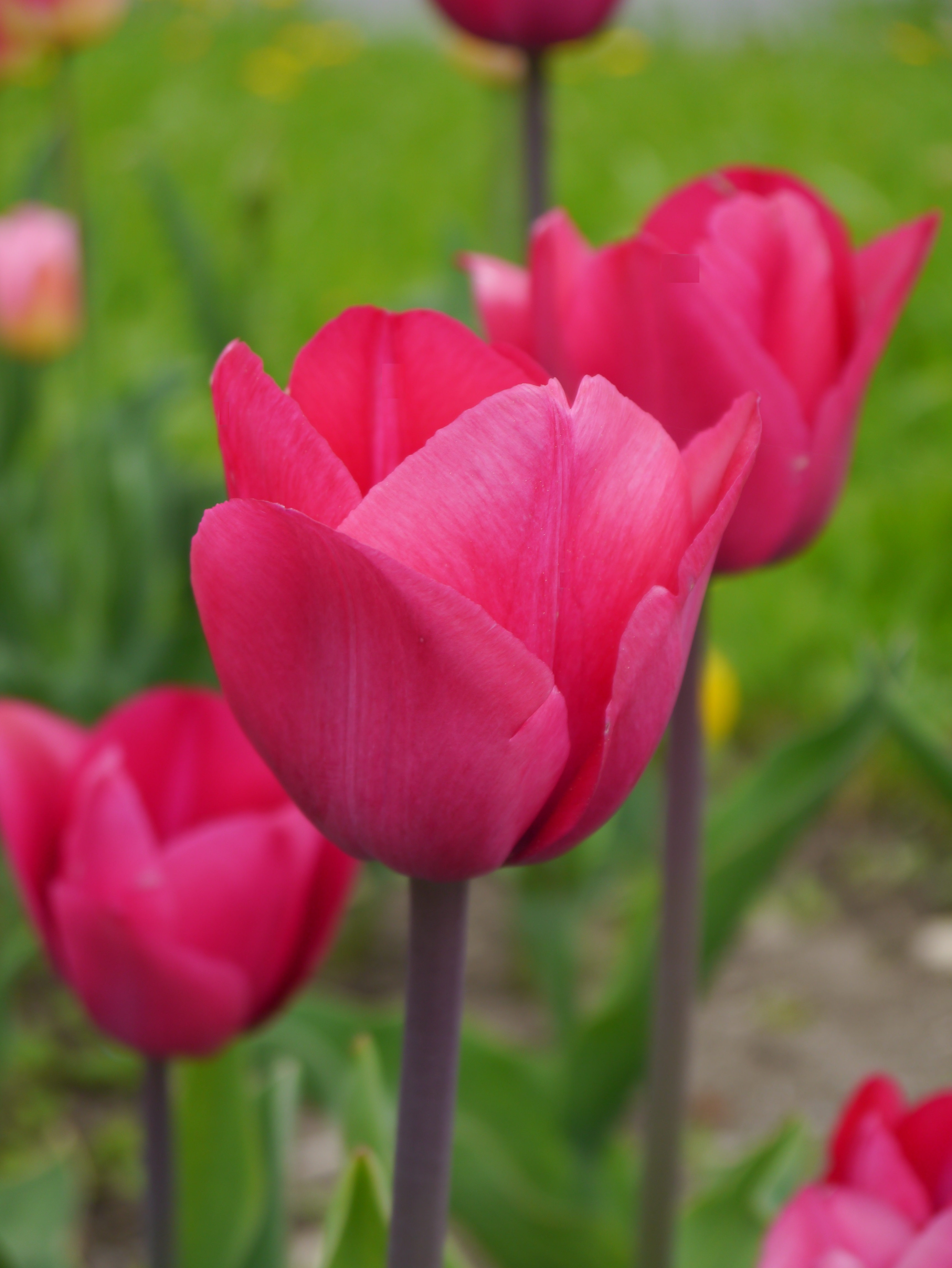 Triumph-Tulpen Roussillon