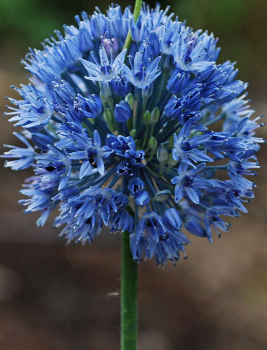 Nahaufnahme einer kugelförmigen blauen Zierlauch-Blüte (Allium) an grünem Stängel, detailreiche Einzelblüten