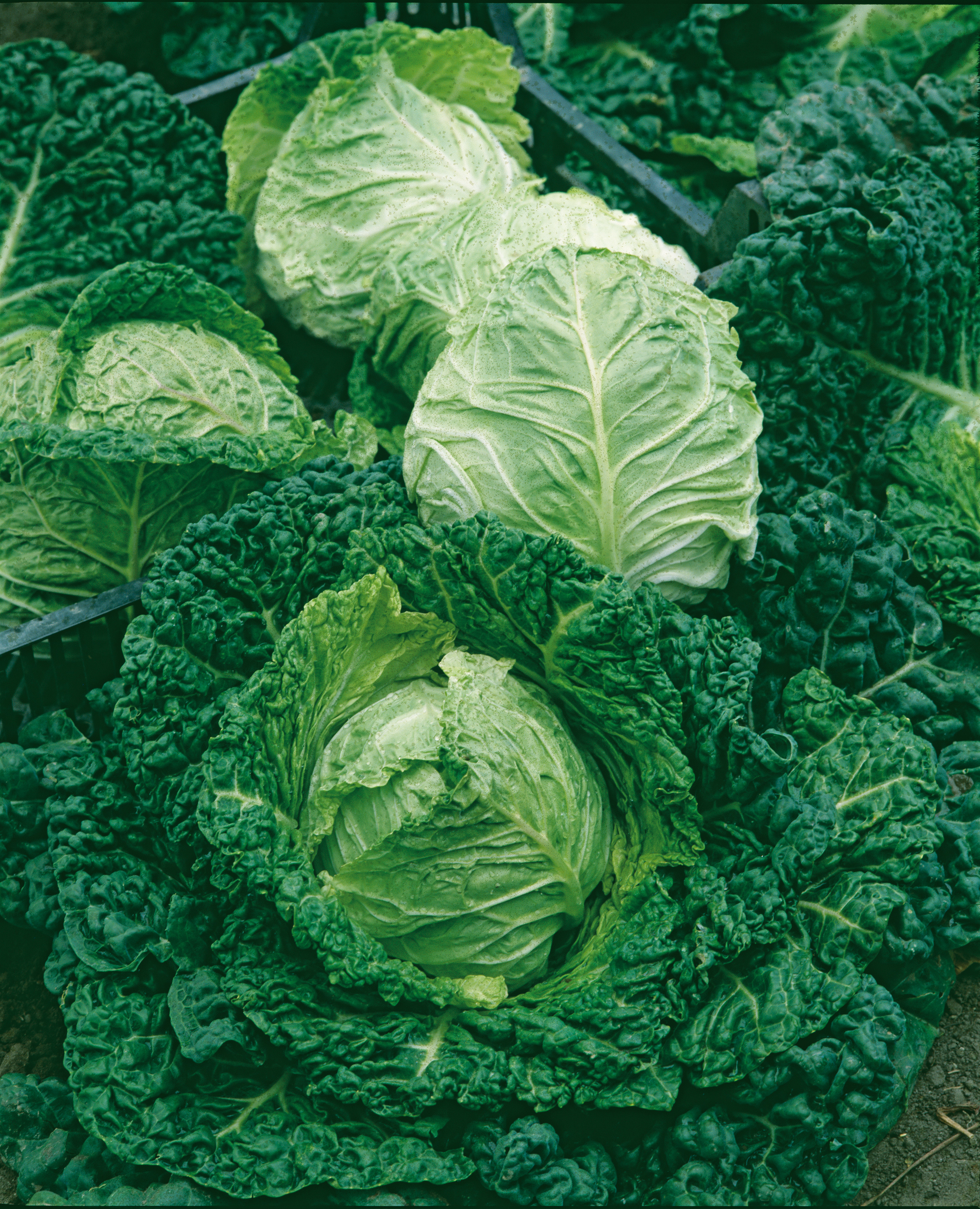 Mehrere hellgrüne, mittelgroße Wirsingköpfe der Sorte Vorbote im Beet, eine frühe historische Wirsingsorte mit fein gekrausten Blättern, vitaminreich und ideal für Gemüse oder Rohkostsalat.