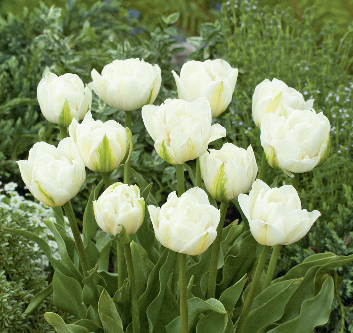 Gefüllte weiße Tulpen mit zarten cremefarbenen Blüten in einem grünen Garten, Nahaufnahme