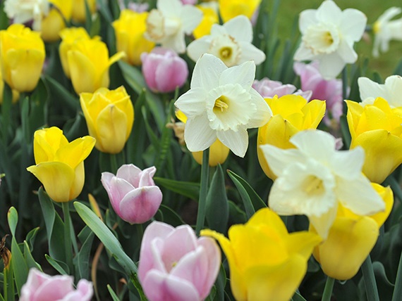 51055_Sankt Klara Buntes Blumenbeet mit gelben Tulpen, rosa Tulpen und weißen Narzissen in Nahaufnahme