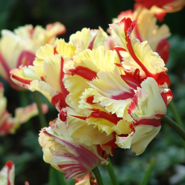 Nahaufnahme gefranster Papagei-Tulpen mit cremegelben Blütenblättern und roten Streifen, unscharfer Gartenhintergrund
