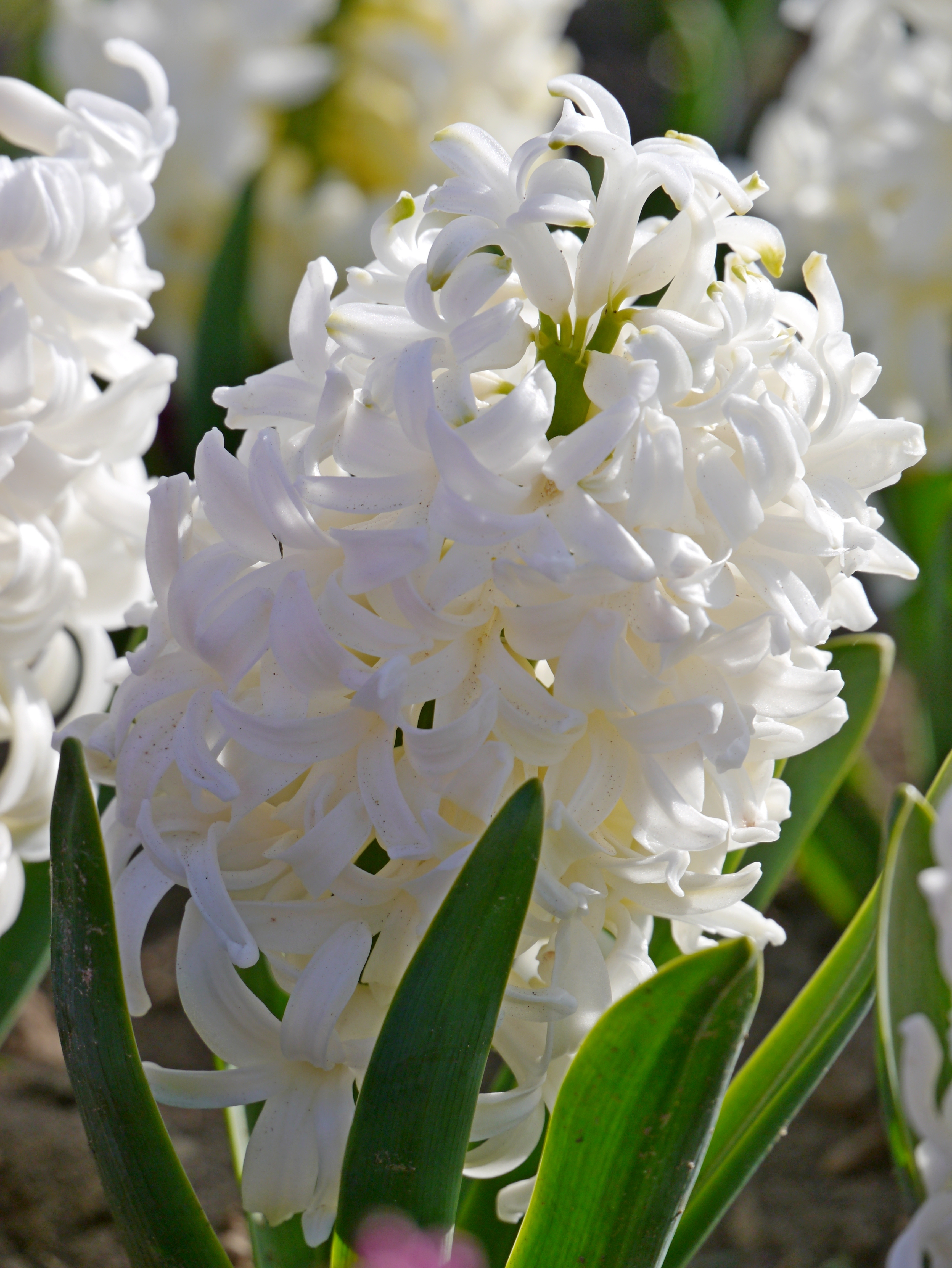 Hyazinthen White Pearl, früh