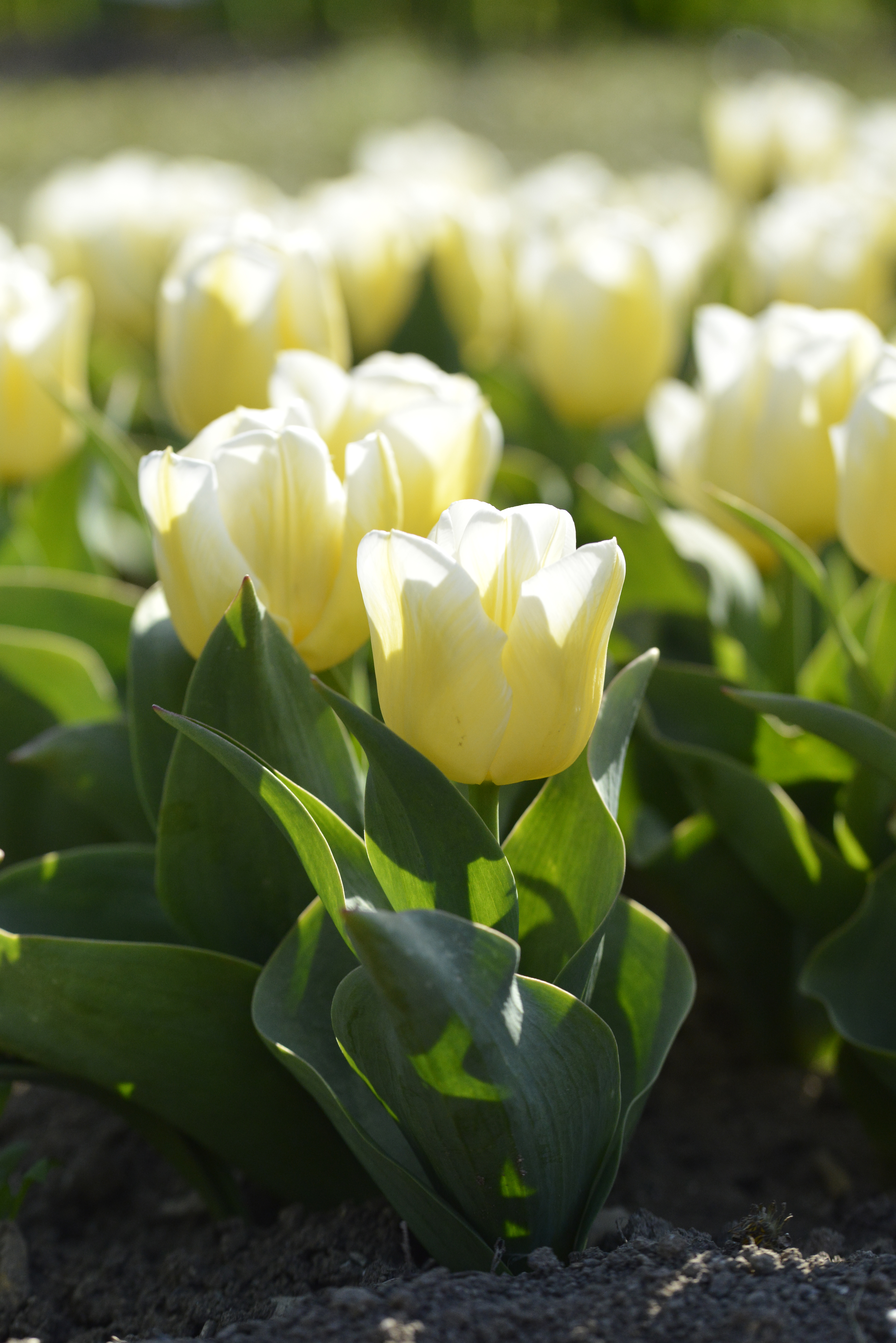 Nahaufnahme von blühenden gelben Tulpen im Beet, leuchtende Blüten und grüne Blätter im Sonnenschein