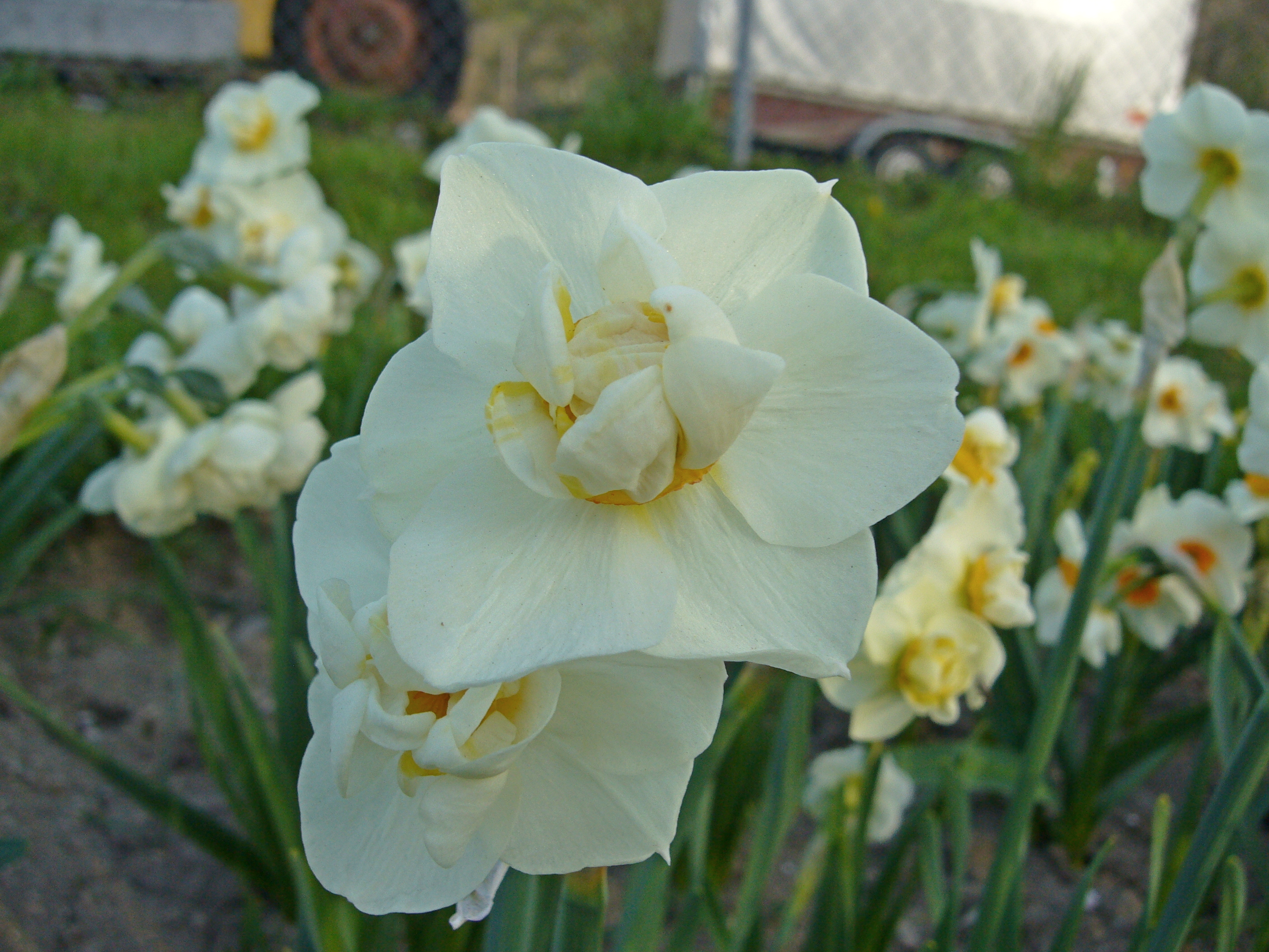Nahaufnahme einer weißen gefüllten Narzisse (Narcissus) mit gelbem Zentrum in einem Blumenbeet