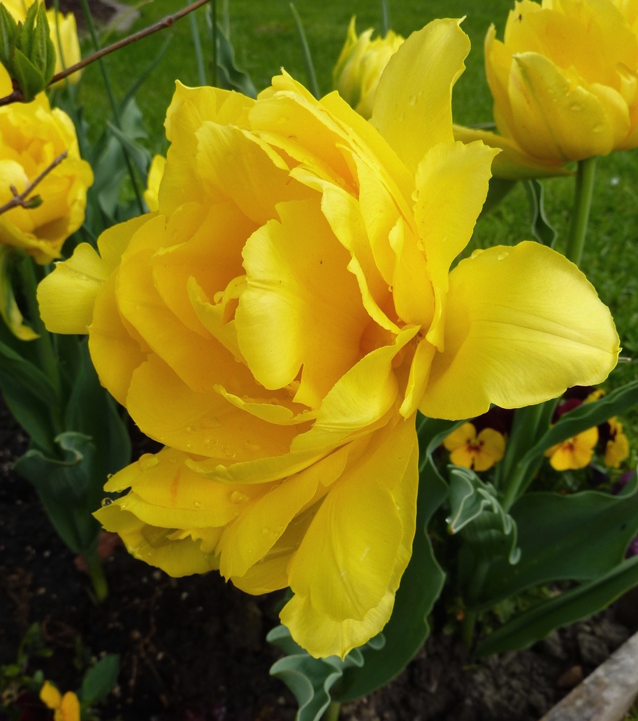 52094_Gef. frühe Tulpen Monte Carlo Nahaufnahme einer gelben, gefüllten Tulpe (Pfingstrosen-Tulpe) mit Wassertropfen im Blumenbeet