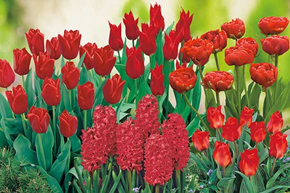 Mix Roter Garten-9104_FM Nahaufnahme eines Frühlingsbeets mit verschiedenen roten Tulpen und dichten roten Hyazinthen, grünem Blattwerk und unscharfem, hellem Hintergrund.