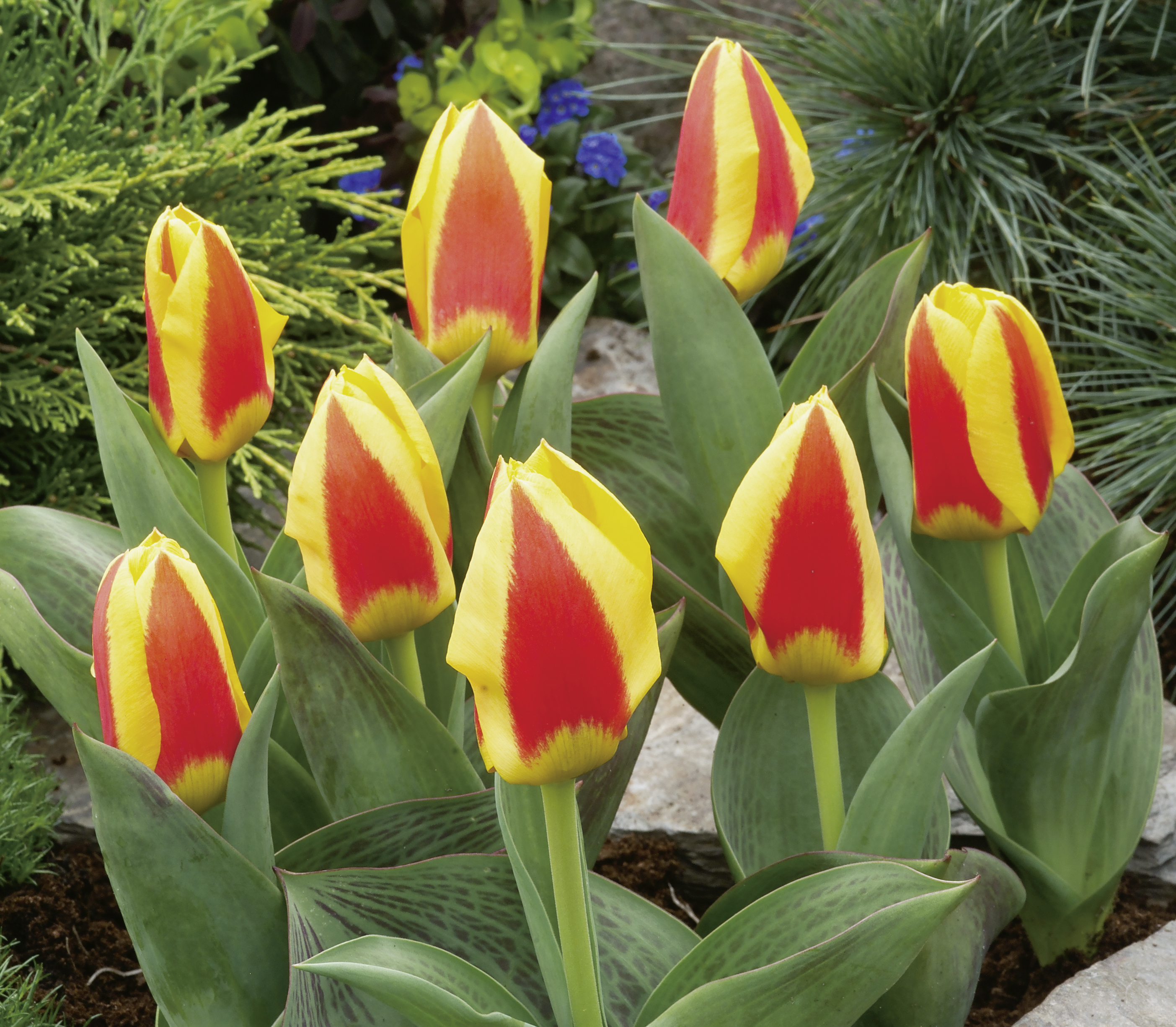 Nahaufnahme von gelb-roten Tulpen mit grünen Blättern in einem Steingarten