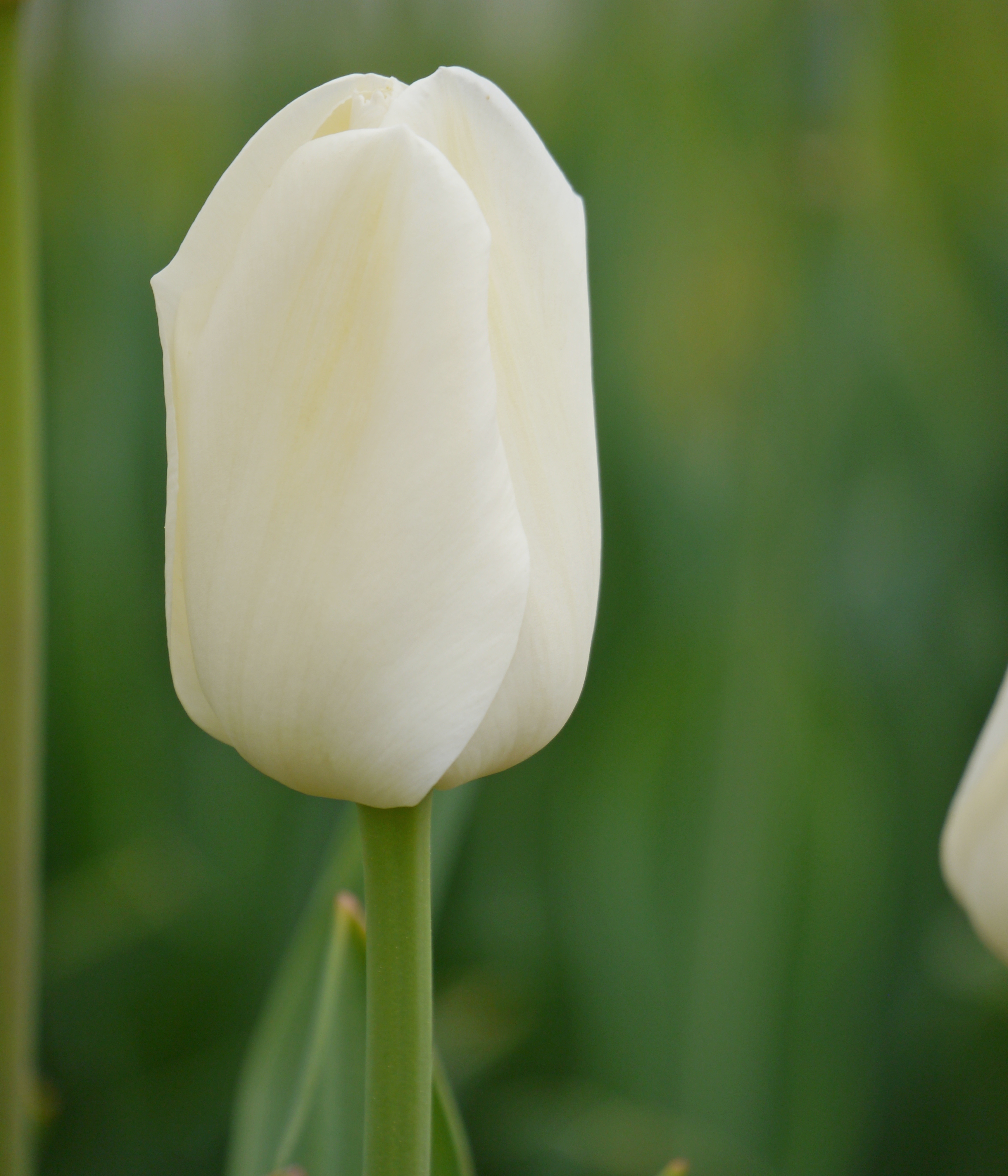 Weiße Tulpe, Nahaufnahme einer einzelnen Blüte mit grünem unscharfem Hintergrund