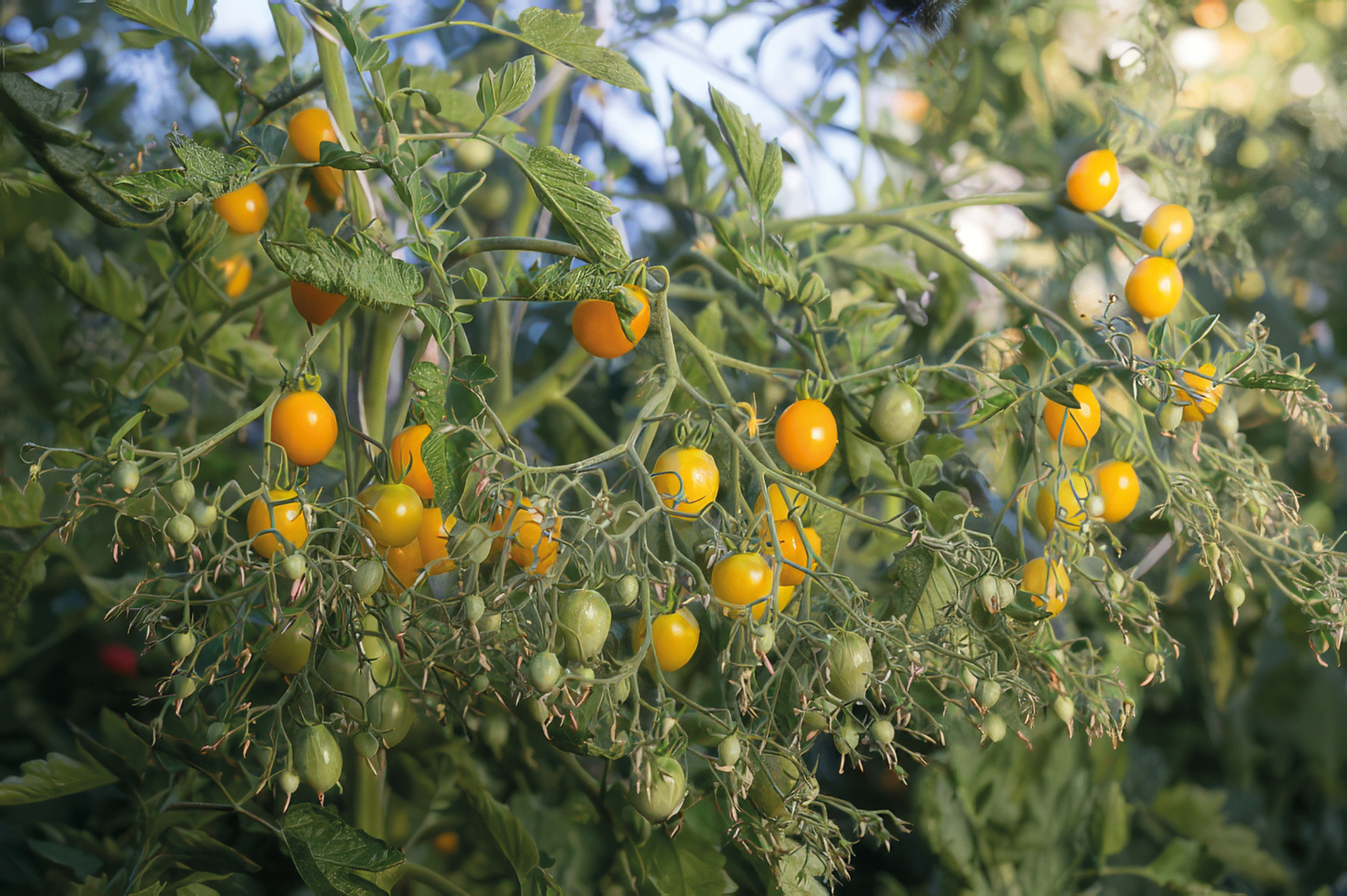 Tomate Slivowidnij