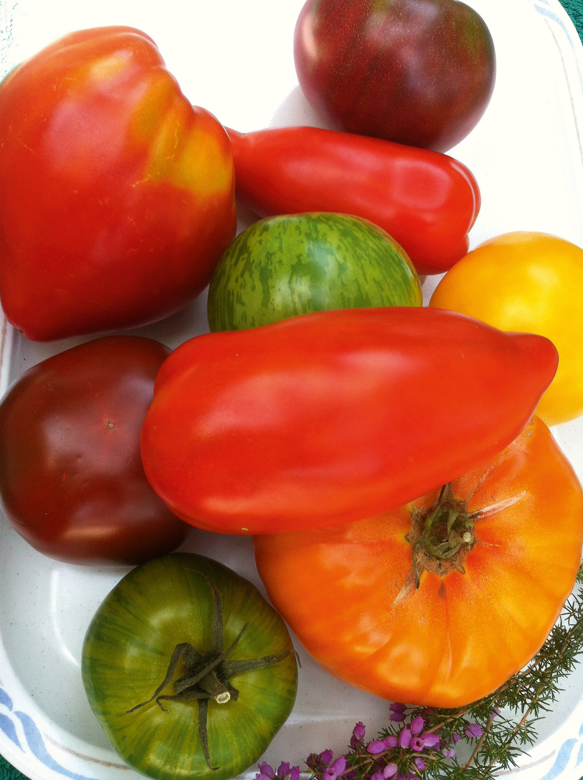 Nahaufnahme mehrerer bunter Tomaten auf weißem Teller: rote längliche Roma-Tomaten, grün gestreifte, gelbe, orange und dunkelrote bis braune Fleischtomaten, mit kleinen Blüten als Dekoration