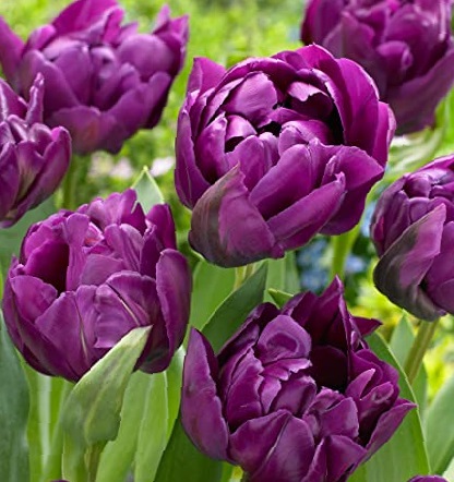 Nahaufnahme von dunkelvioletten, gefüllten Tulpen mit grünen Blättern im Garten
