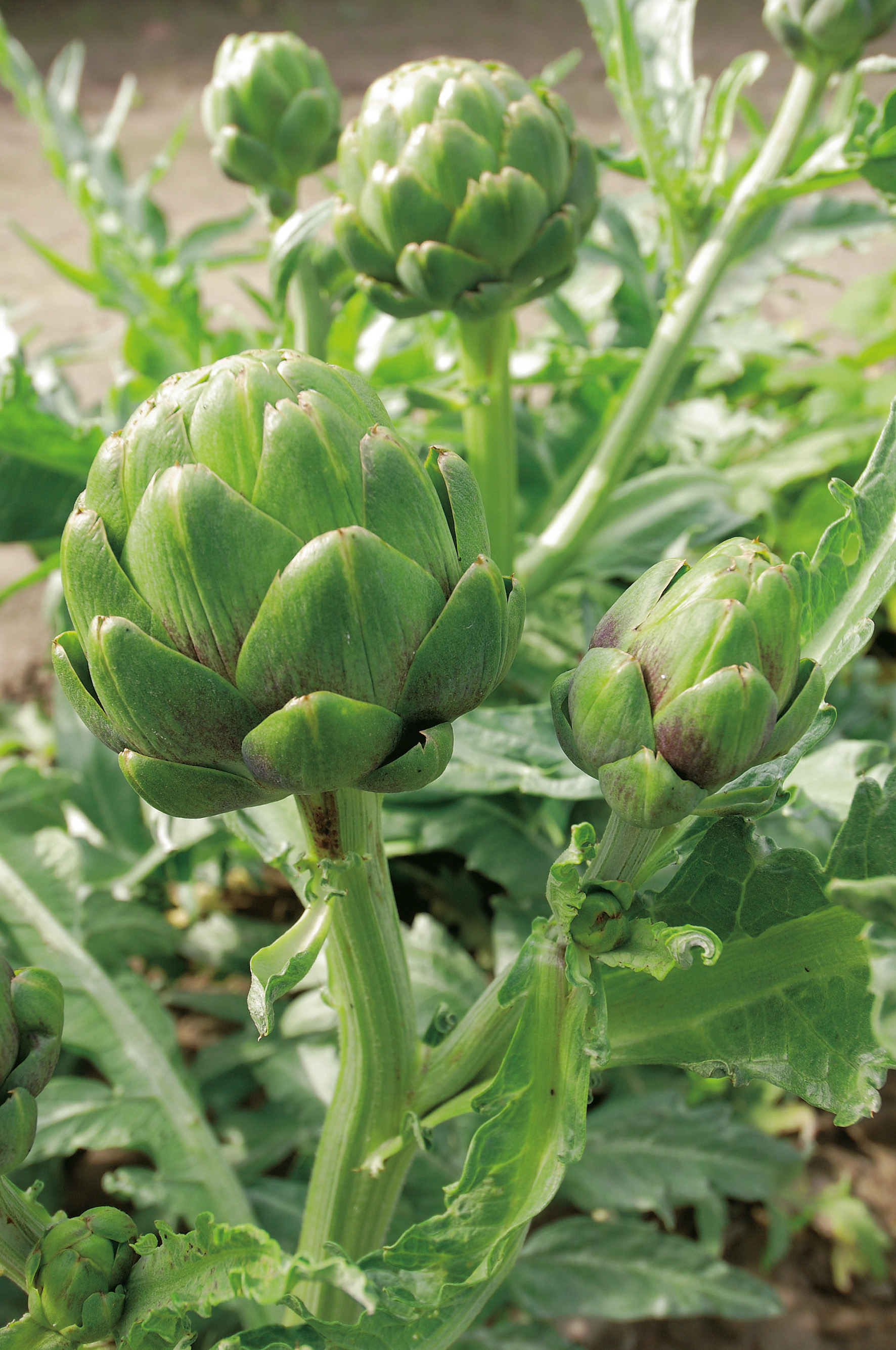 Artischocken Große Grüne von Laon