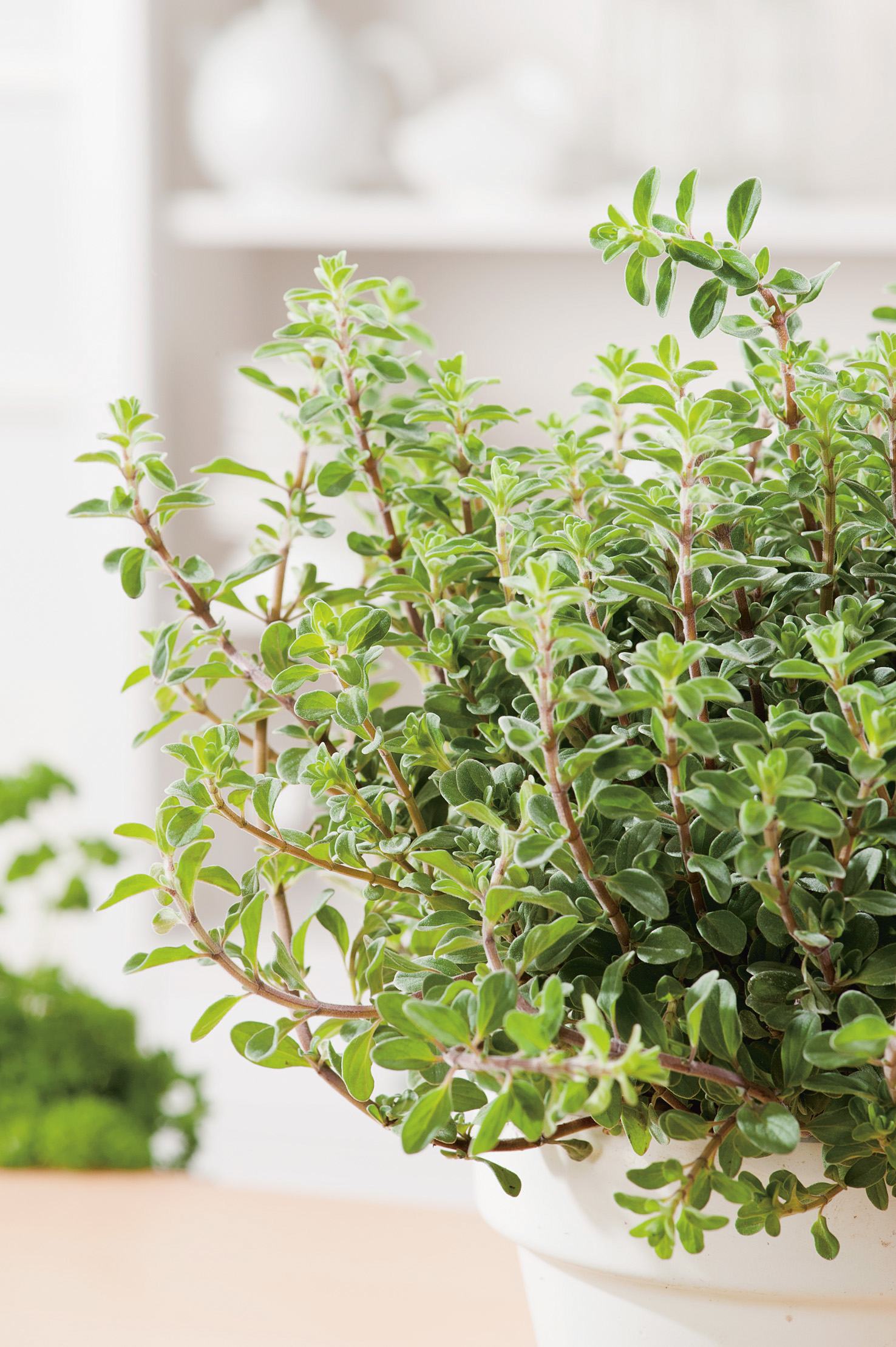 Frische Majoranpflanze im weißen Topf – hochwertiges Majoran Saatgut von Samen-Fetzer für aromatische Gerichte, Suppen und Fleischgerichte