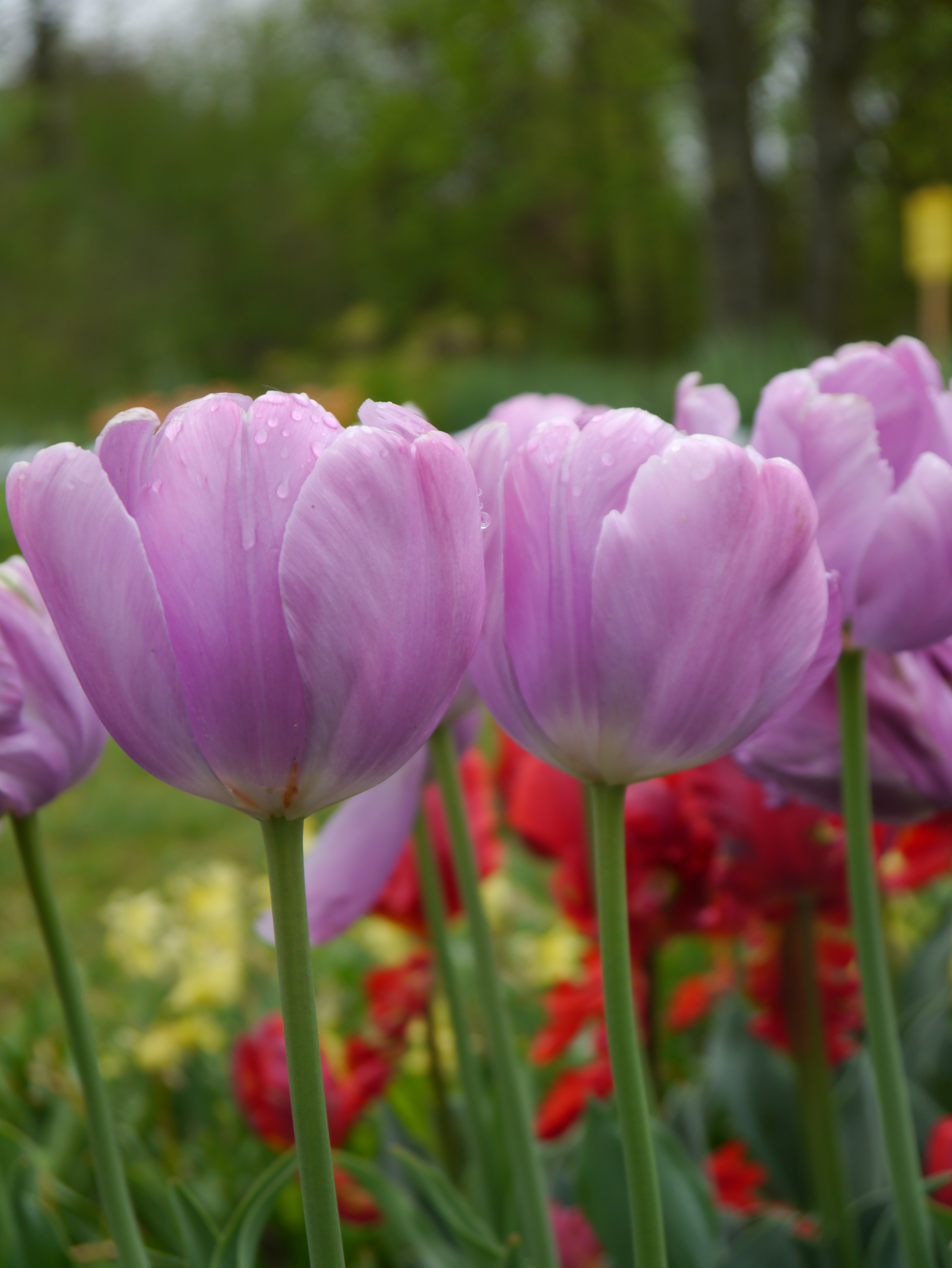 Nahaufnahme zarter rosa-lila Tulpen mit Wassertropfen auf den Blüten, grünen Stängeln und einem unscharfen Blumenbeet mit roten und gelben Blüten im Hintergrund