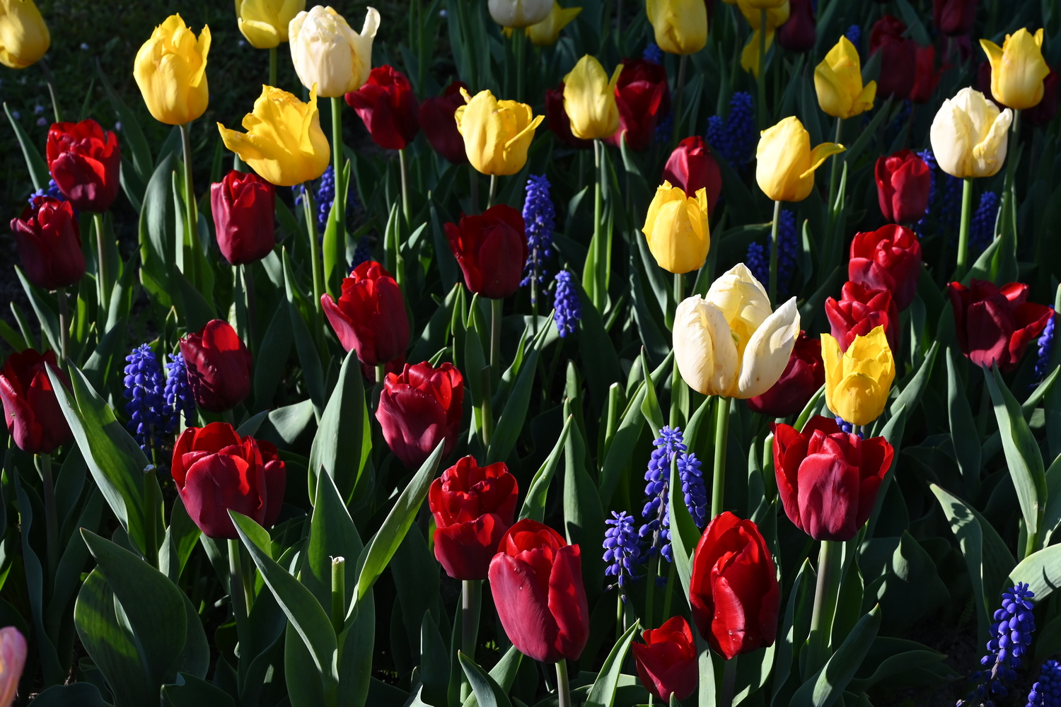 Frühlingsbeet mit roten, gelben und weißen Tulpen und blauen Traubenhyazinthen (Muscari) in voller Blüte