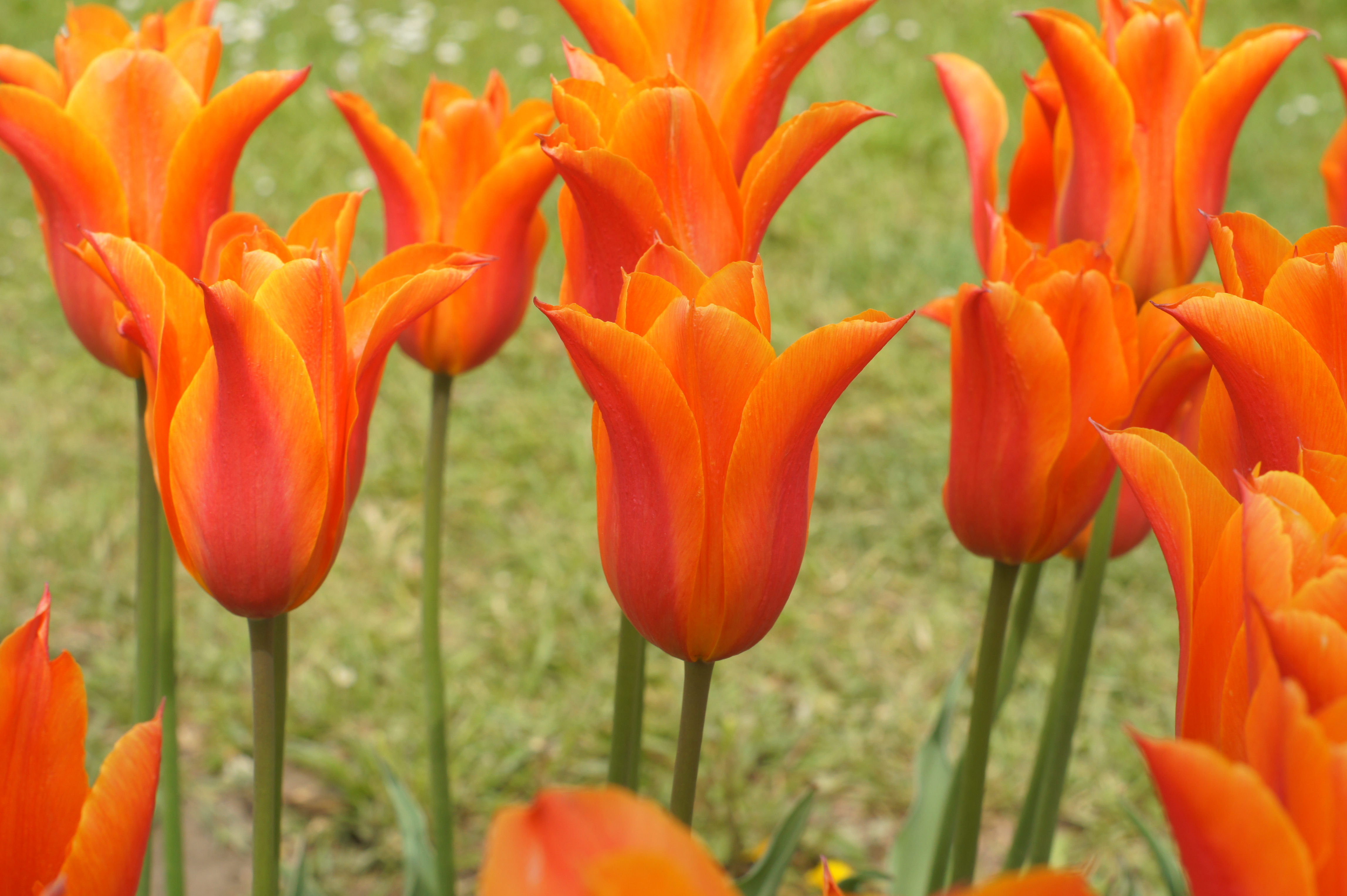 Nahaufnahme mehrerer orange-rote Tulpen mit spitz zulaufenden Blütenblättern in einem Rasenbeet, ideal für Garten- und Blumenarrangements