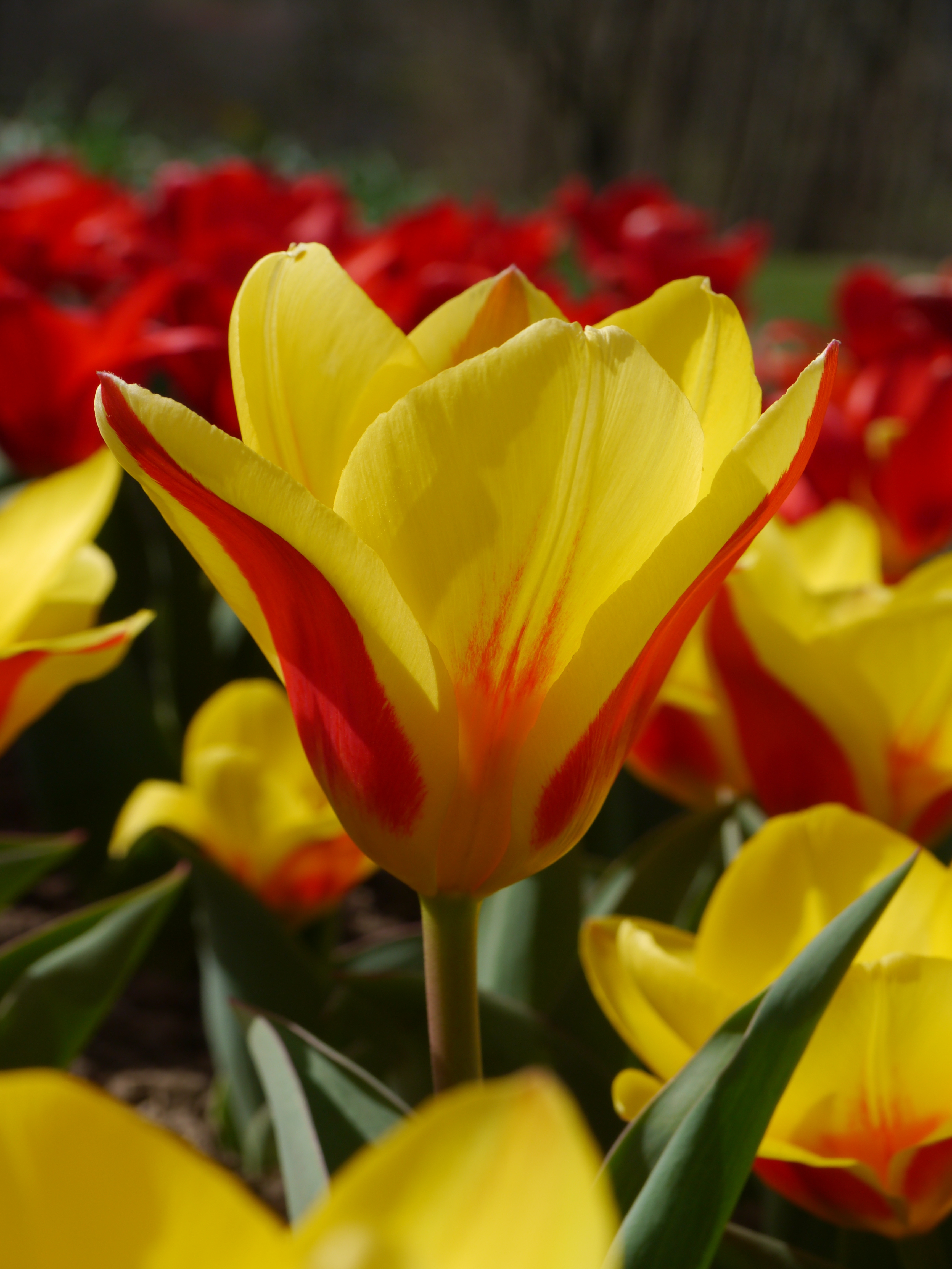Nahaufnahme einer gelb-roten Tulpe mit roten Sprenkeln, leuchtend im Frühlingsgarten vor unscharfem Hintergrund mit weiteren Tulpen