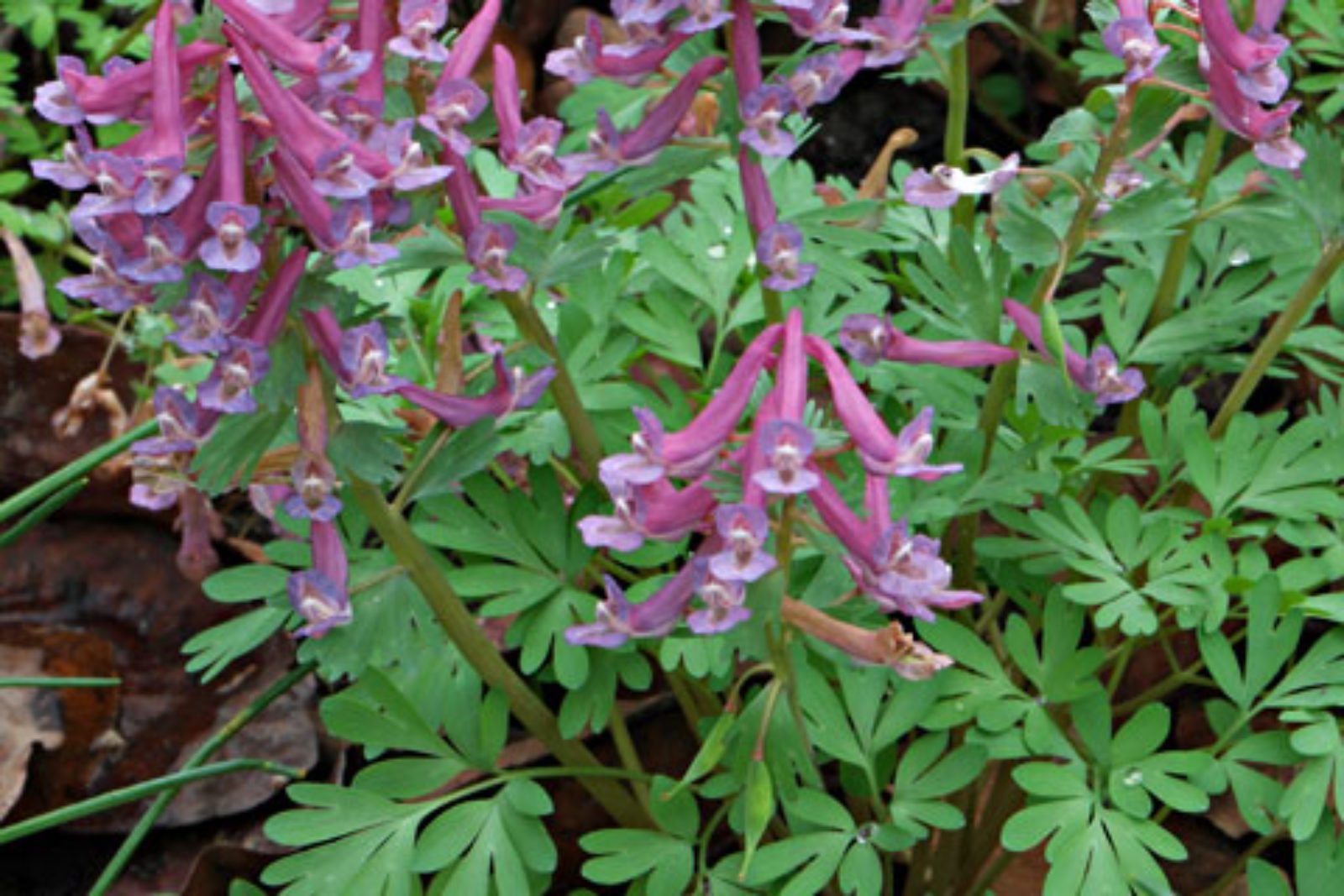 50047_Corydalis solida Nahaufnahme rosa-lila röhrenförmiger Blüten (corydalis-ähnlich) über gefiederten grünen Blättern auf Waldboden