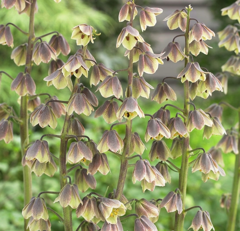 265123_Fritillaria persica Green Dreams Nahaufnahme mehrerer Stängel mit hängenden, glockenförmigen Blüten in Grün- und Brauntönen vor unscharfem grünen Hintergrund