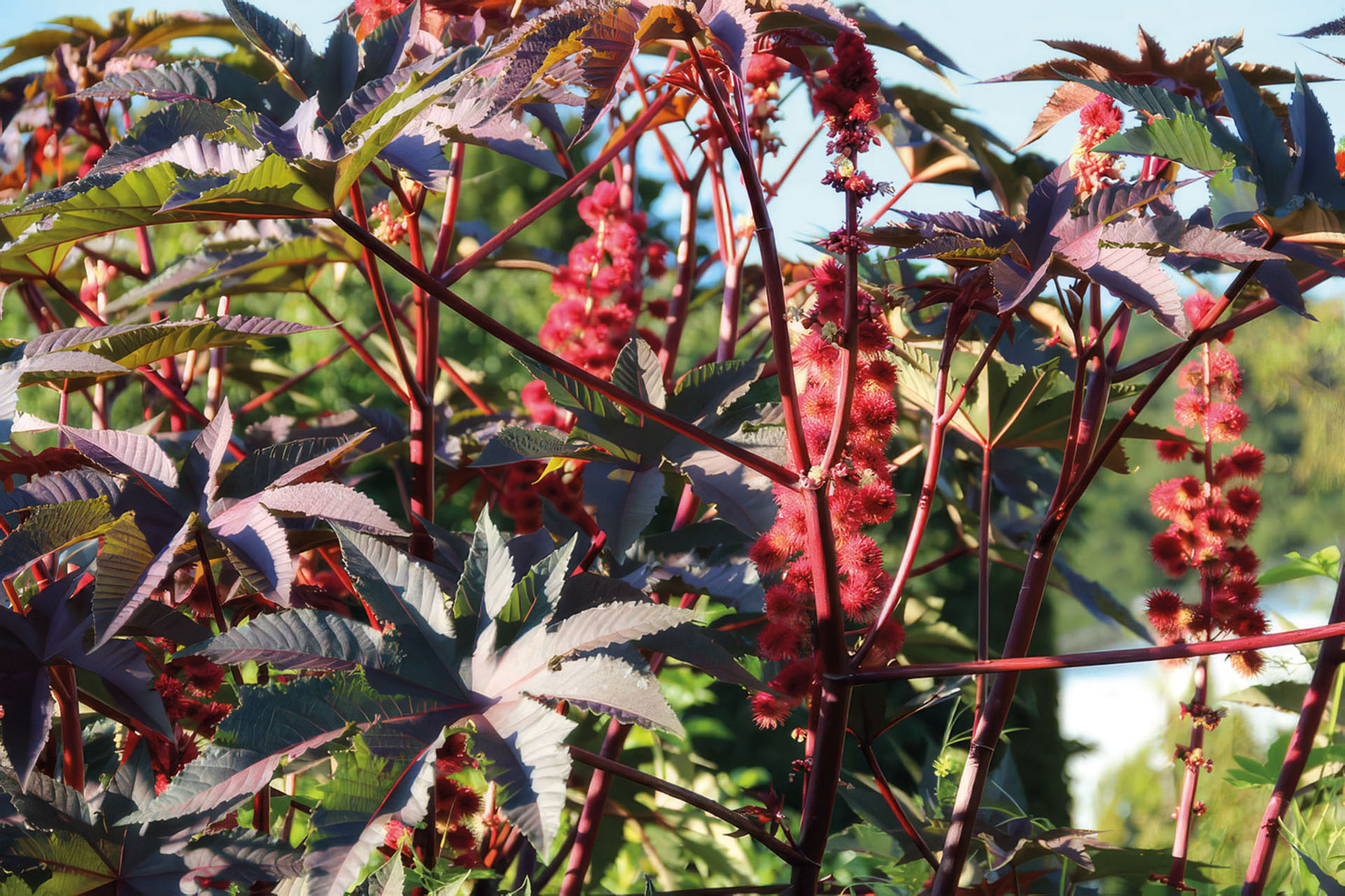 Roter Rhizinus