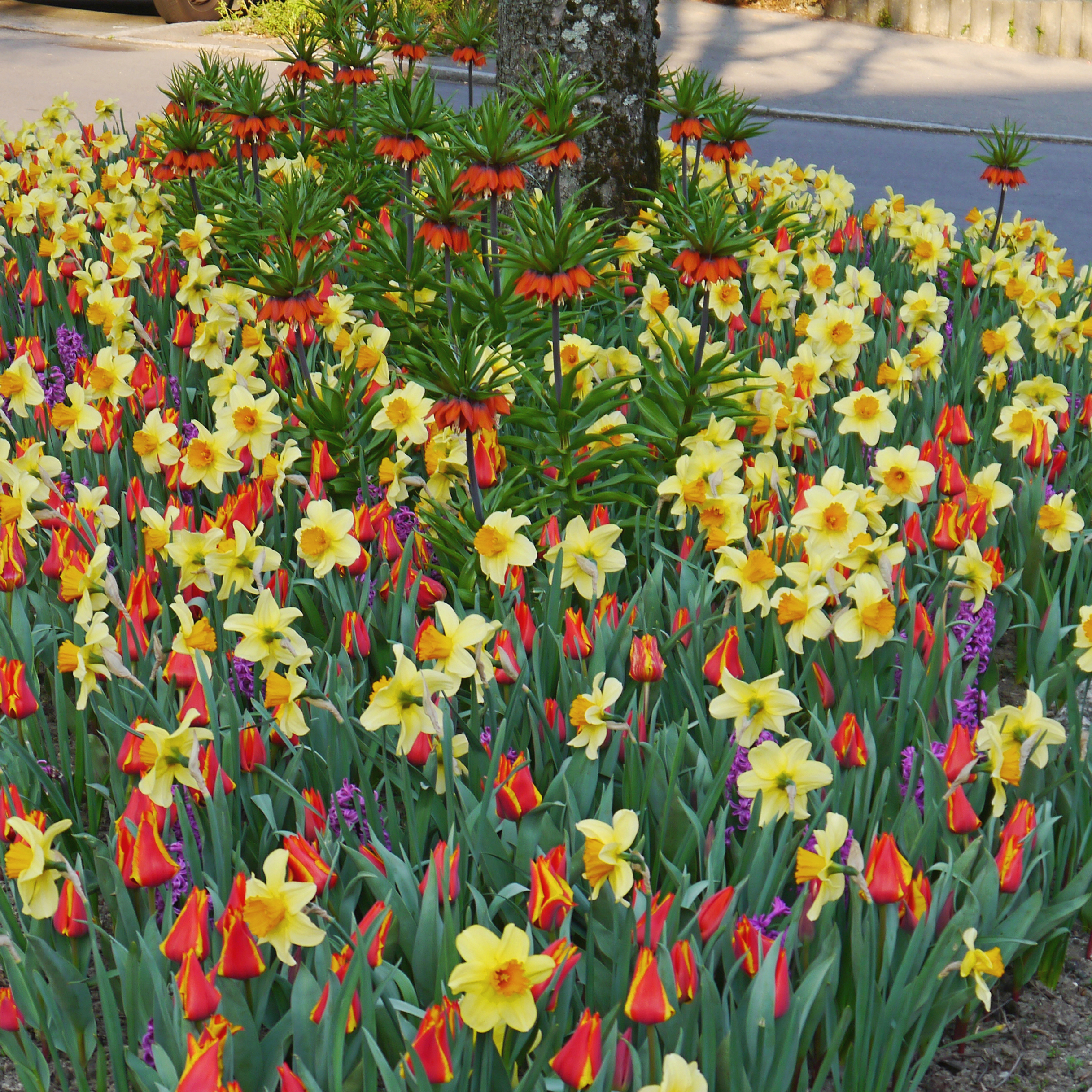 Frühlingsbeet mit leuchtend gelben Narzissen (Osterglocken), rot-gelben Tulpen und oranger Kaiserkrone (Fritillaria imperialis) vor Baumstamm und Gehweg