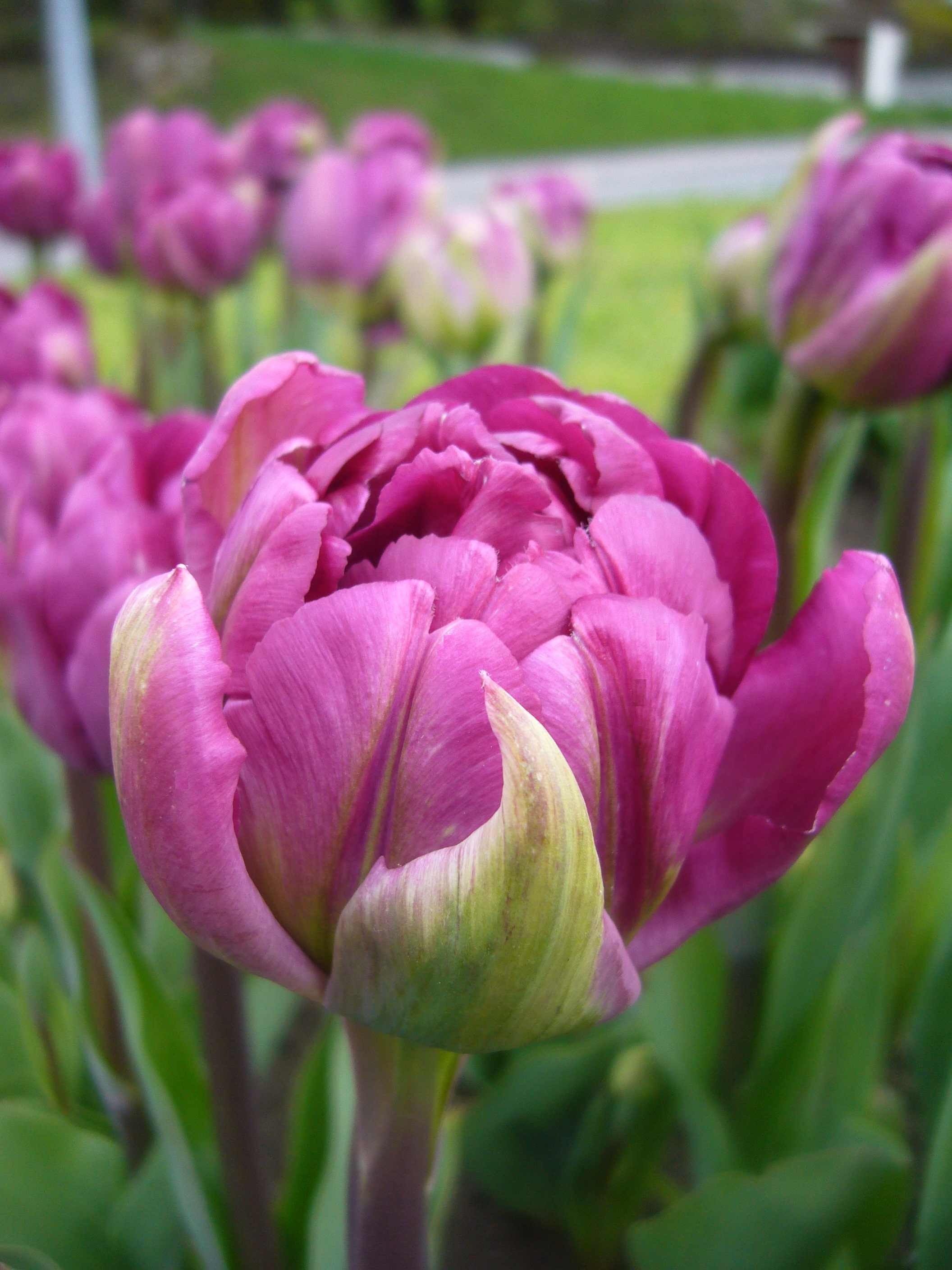 Nahaufnahme einer gefüllten violett-pinken Tulpe im Beet, mehrlagige Blütenblätter mit grünlich gesäumten Außenblättern