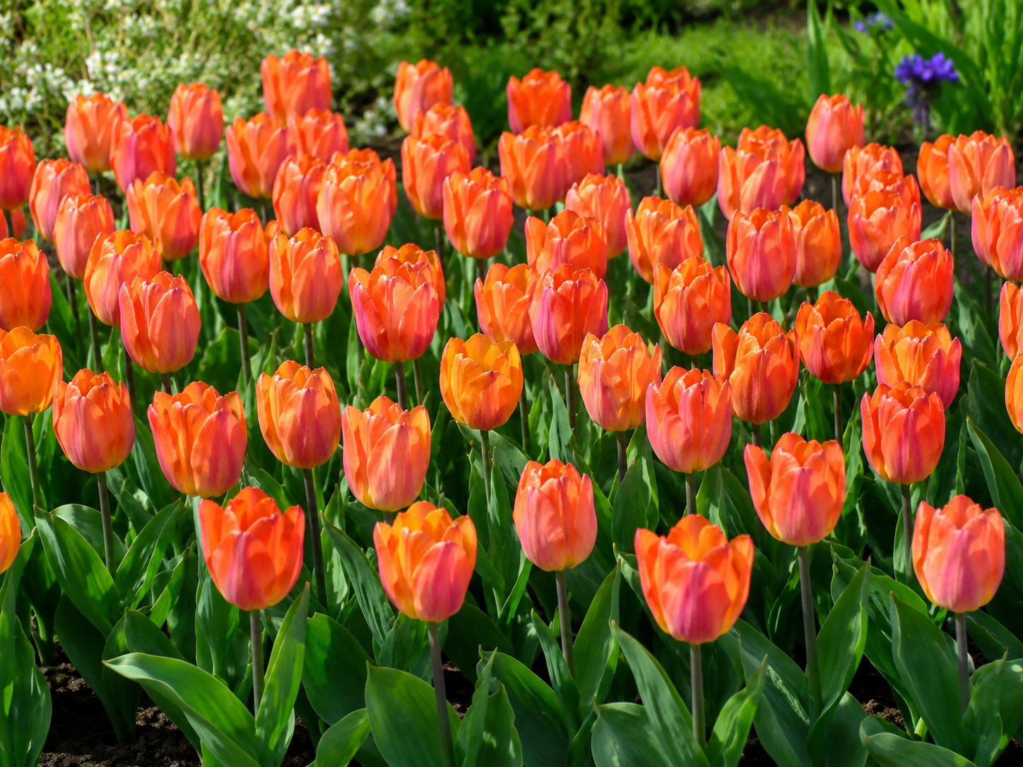 Einfache frühe Tulpen Sunrise Prince