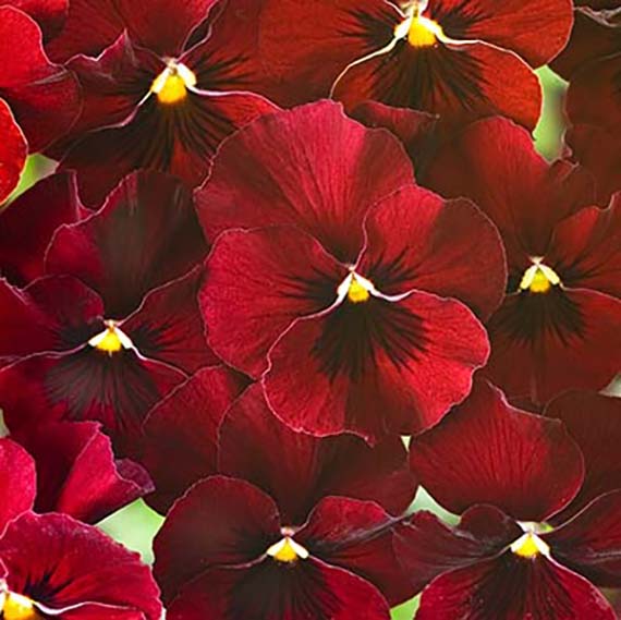 Dunkelrote Blüten der Viola cornuta F1 Floral Power Red, kompakte und vielblütige Mini-Viola mit ca. 4 cm Blüten, winterhart für Herbst und Frühjahr