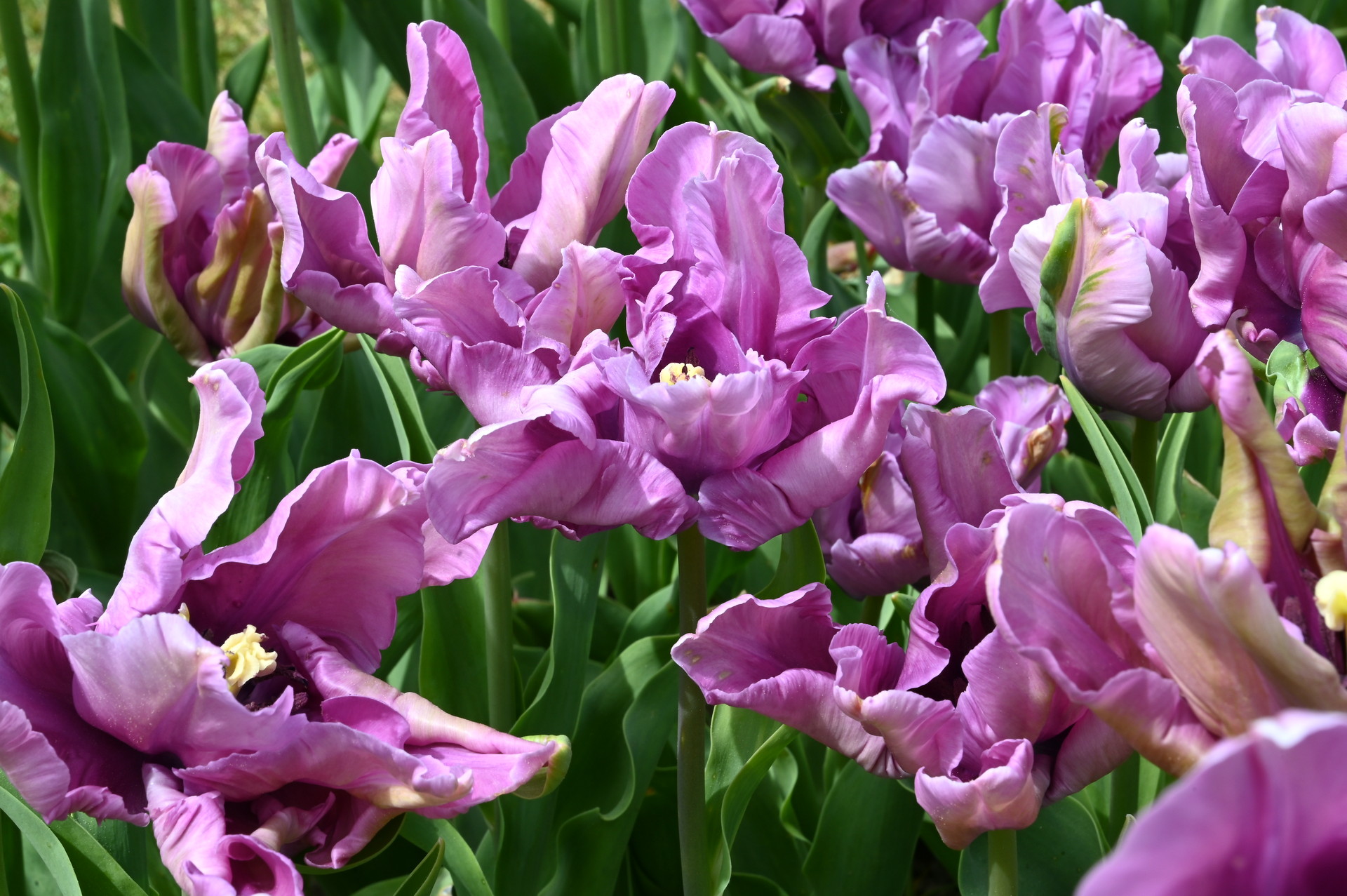 Papagei-Tulpen James Last