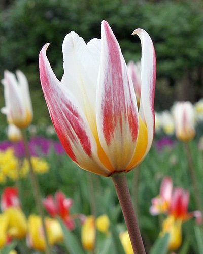 Nahaufnahme der Kaufmanniana-Tulpe Ice Stick mit cremeweißen Blütenblättern, altrosa-mauver Zeichnung, gelbem Blütengrund und dunklem Stiel im Frühlingsbeet