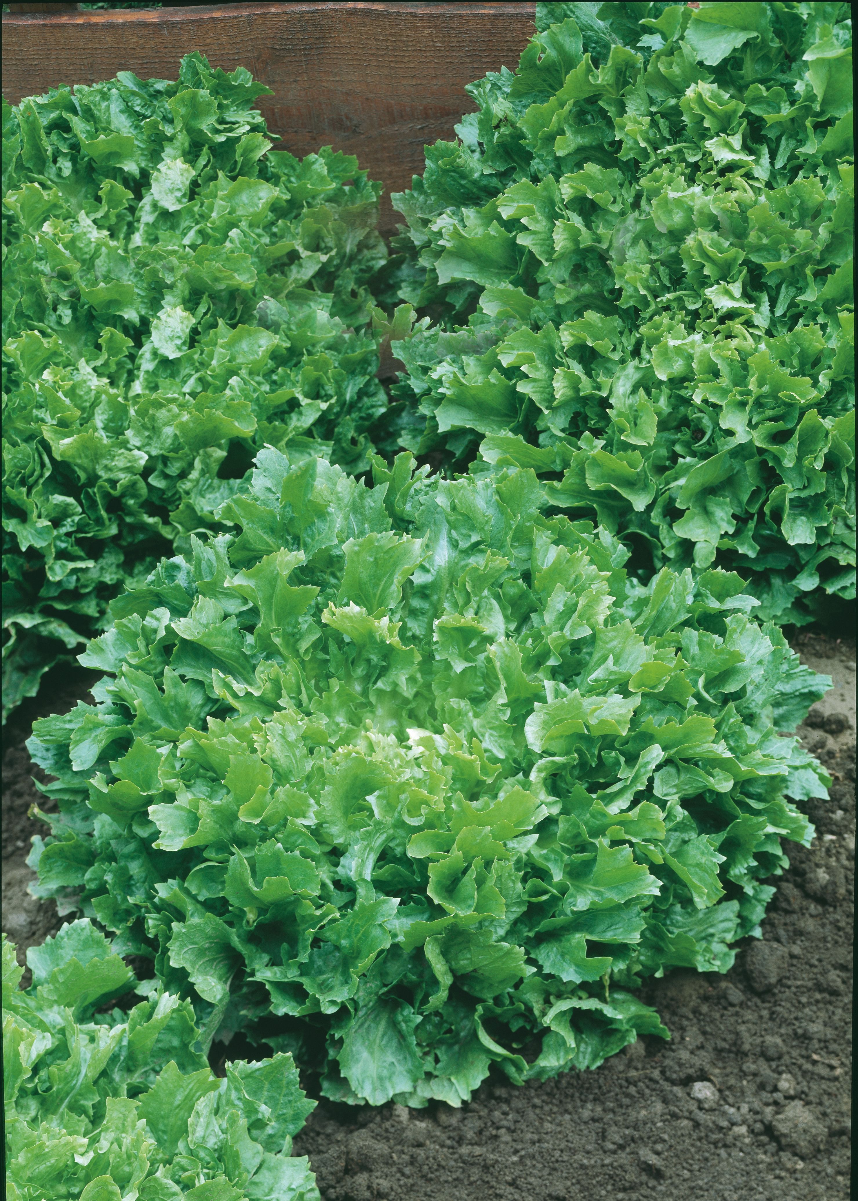 93250_Winterendivien Eskariol grüner Mehrere frische grüne Salatköpfe (Kopfsalat/Eichblatt) im Beet auf lockerer Erde vor einem Holzbalken