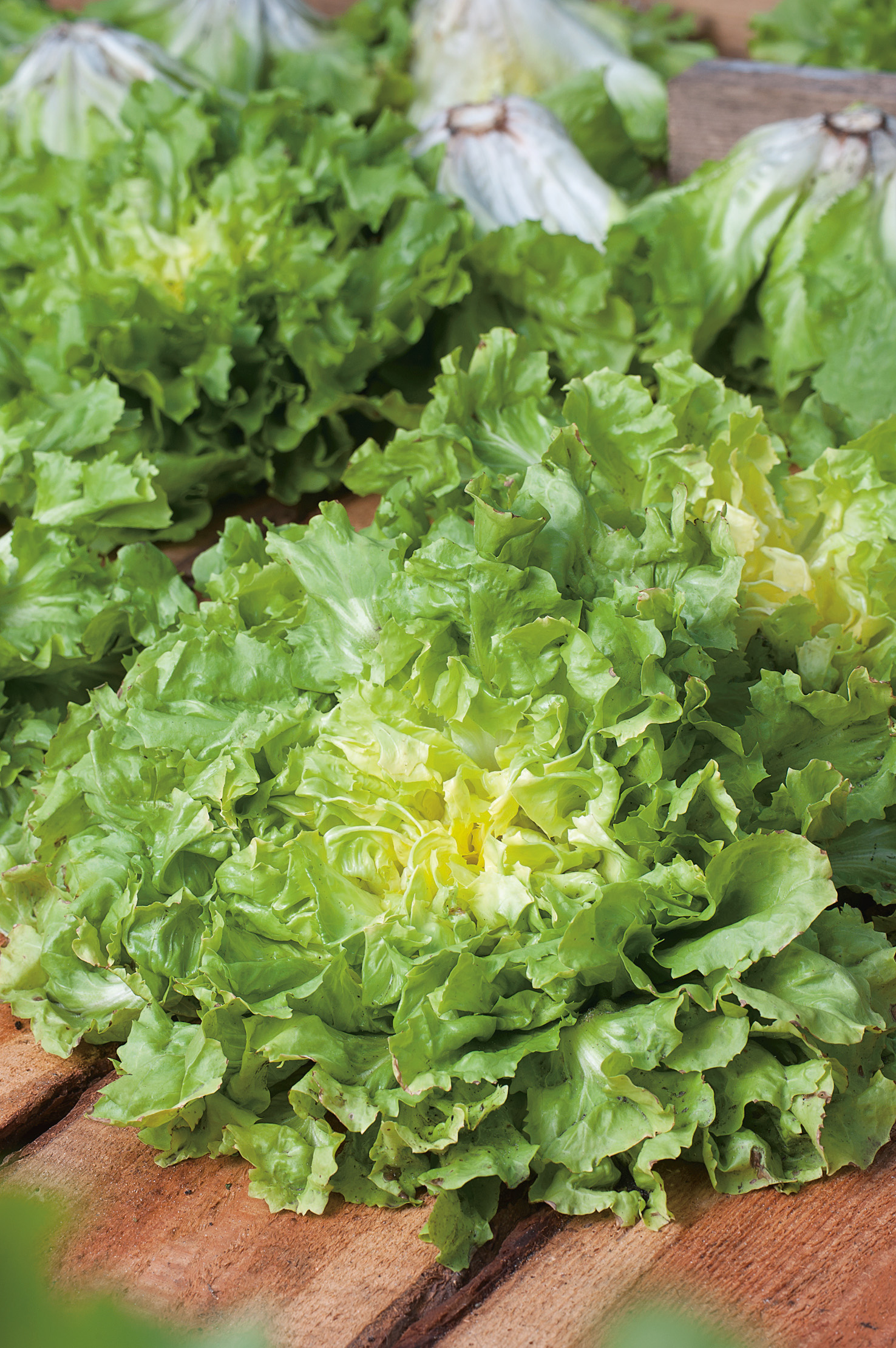 Nahaufnahme von frischem grünem Kopfsalat mit krausen Blättern auf Holzuntergrund, ideal für Salatgerichte