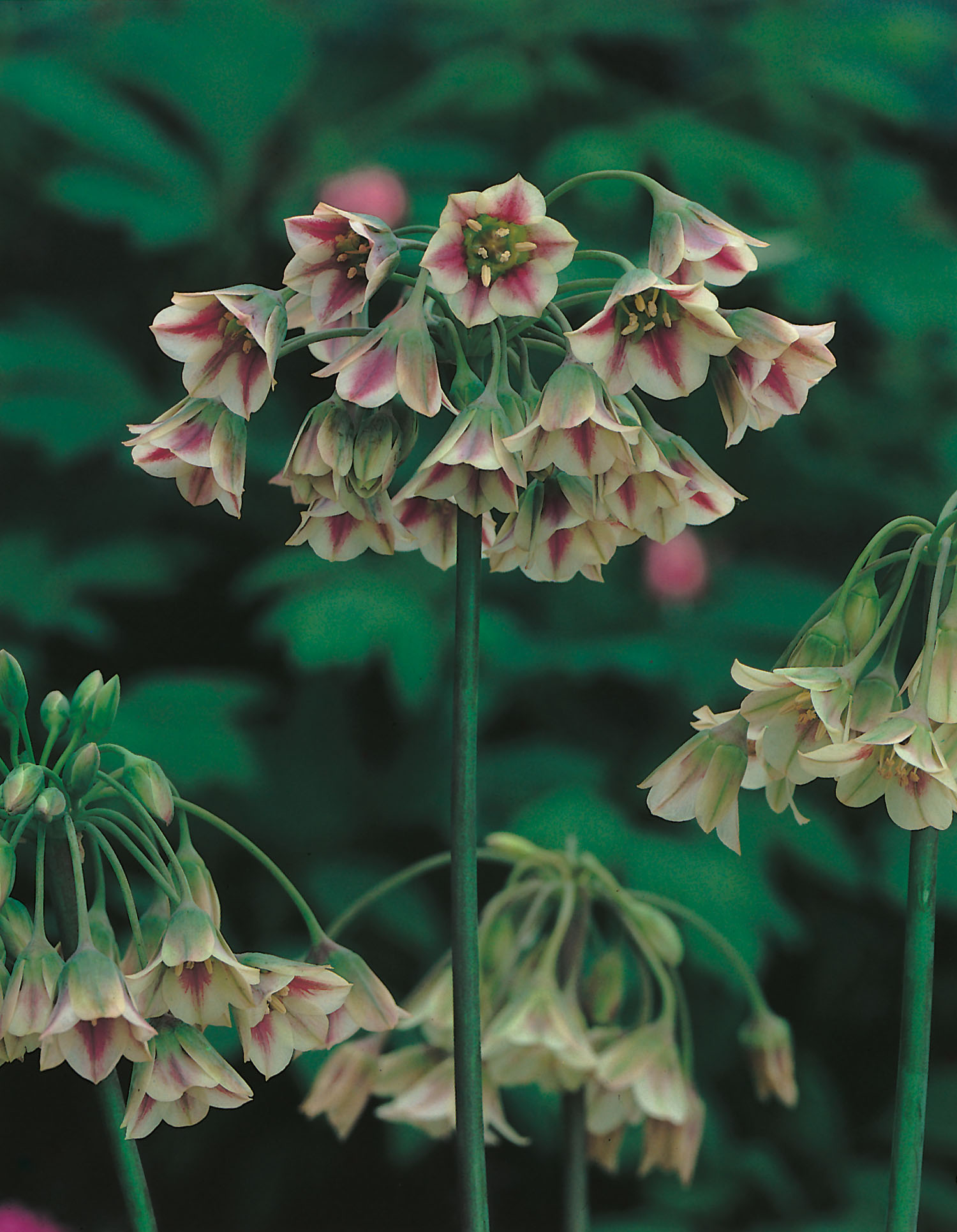 56061_13001962_ FM Nahaufnahme von Zierlauch (Allium) mit mehreren Dolden hängender, glockenförmiger Blüten in cremeweiß bis rosé mit dunklerem rosa Zentrum, getragen auf schlanken grünen Stielen vor dunklem Blattgrün.