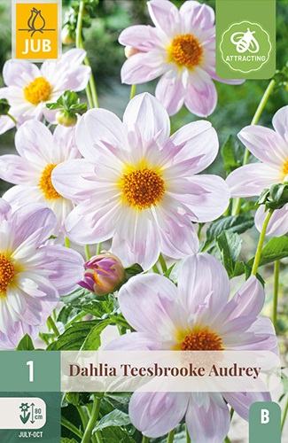 Collarette Dahlie Teesbrooke Audrey