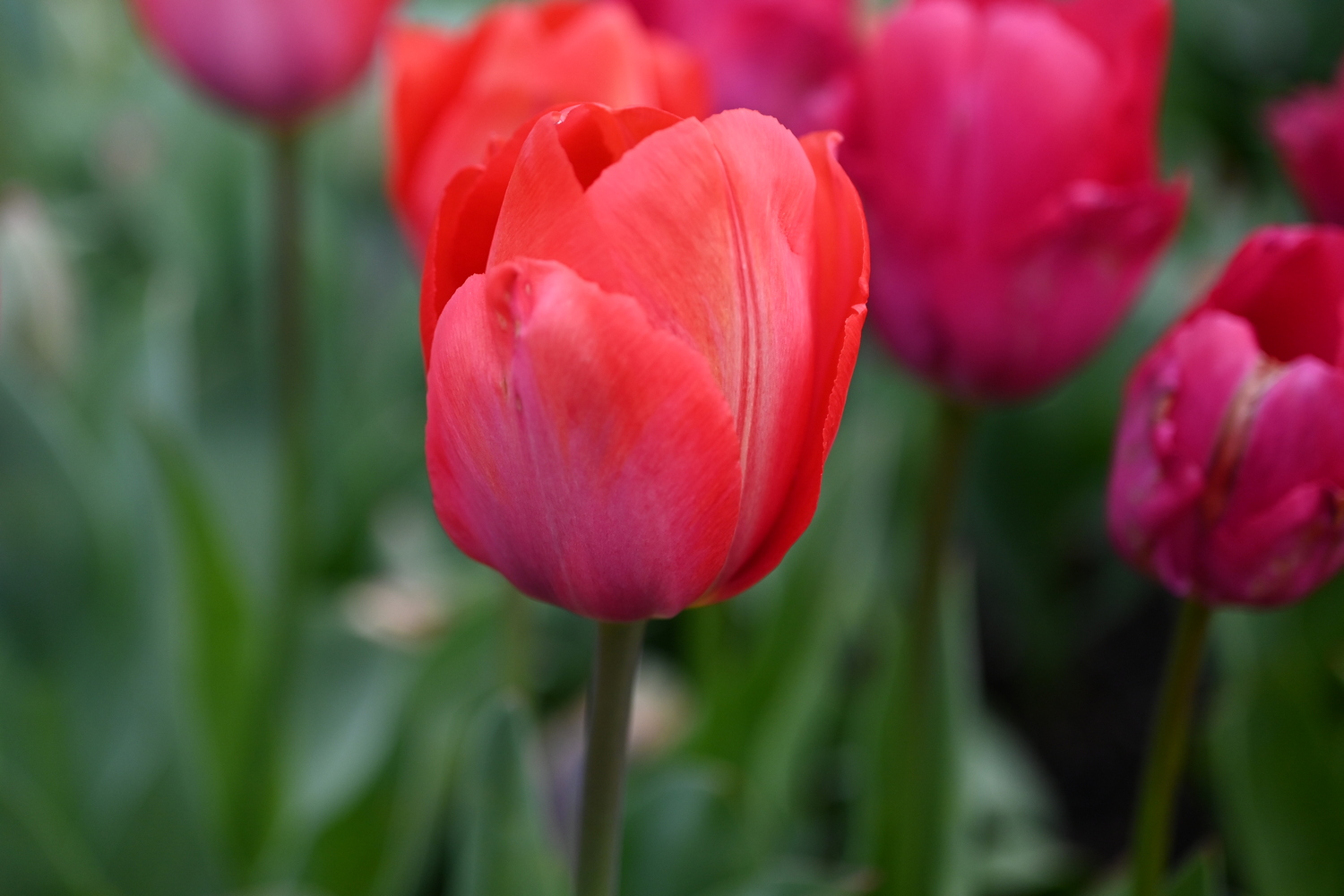 52314_Lady_van_Eijk Nahaufnahme einer roten Tulpe mit rosa Nuancen in einem Beet, unscharfer Hintergrund mit weiteren Tulpen und grünem Laub.