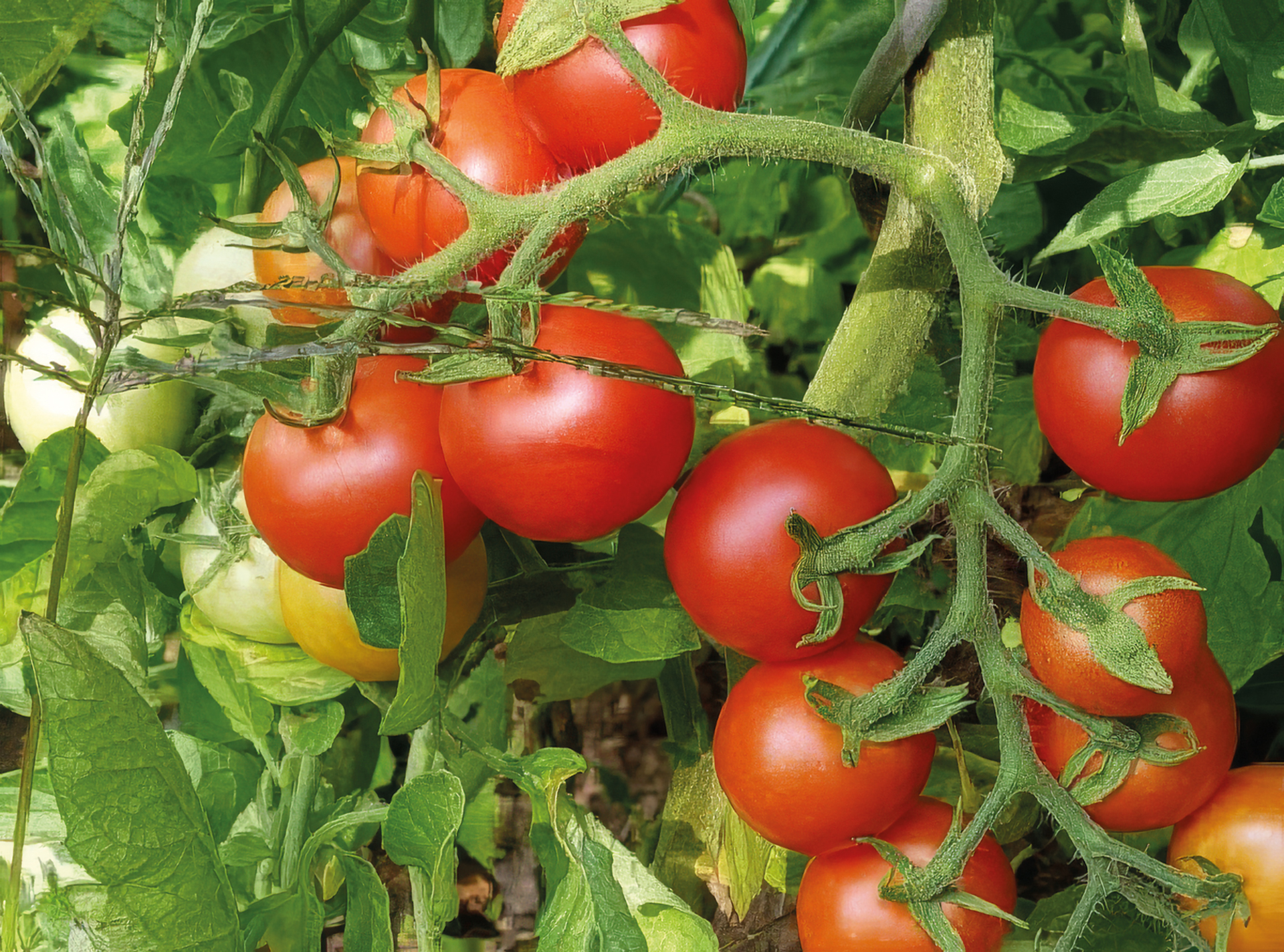 Hecker-Tomate