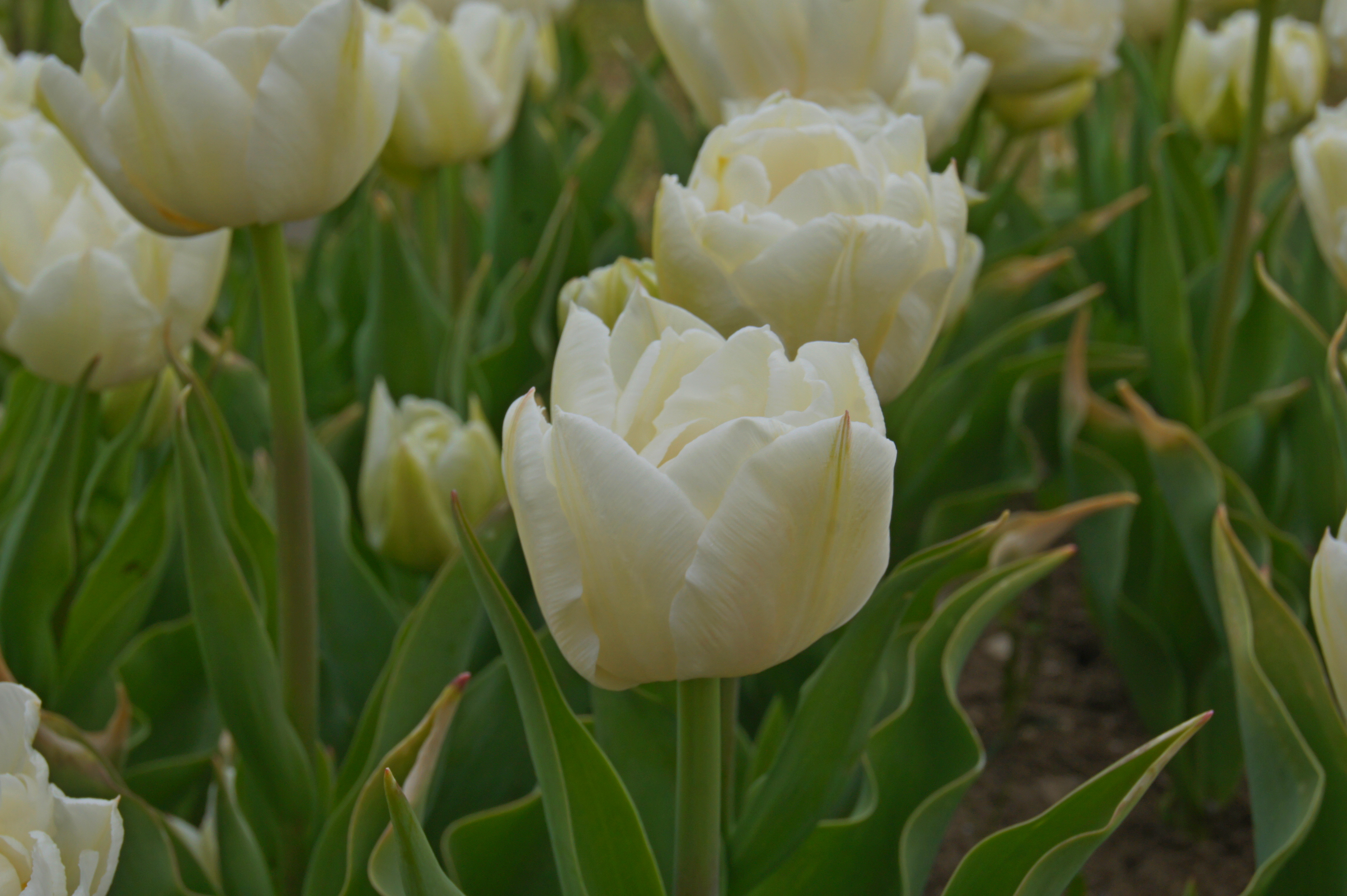 Gefüllte frühe Tulpen Mondial mit weißen, dicht gefüllten Blüten im Gartenbeet, ideal für Freiland, Topf und Balkonkästen
