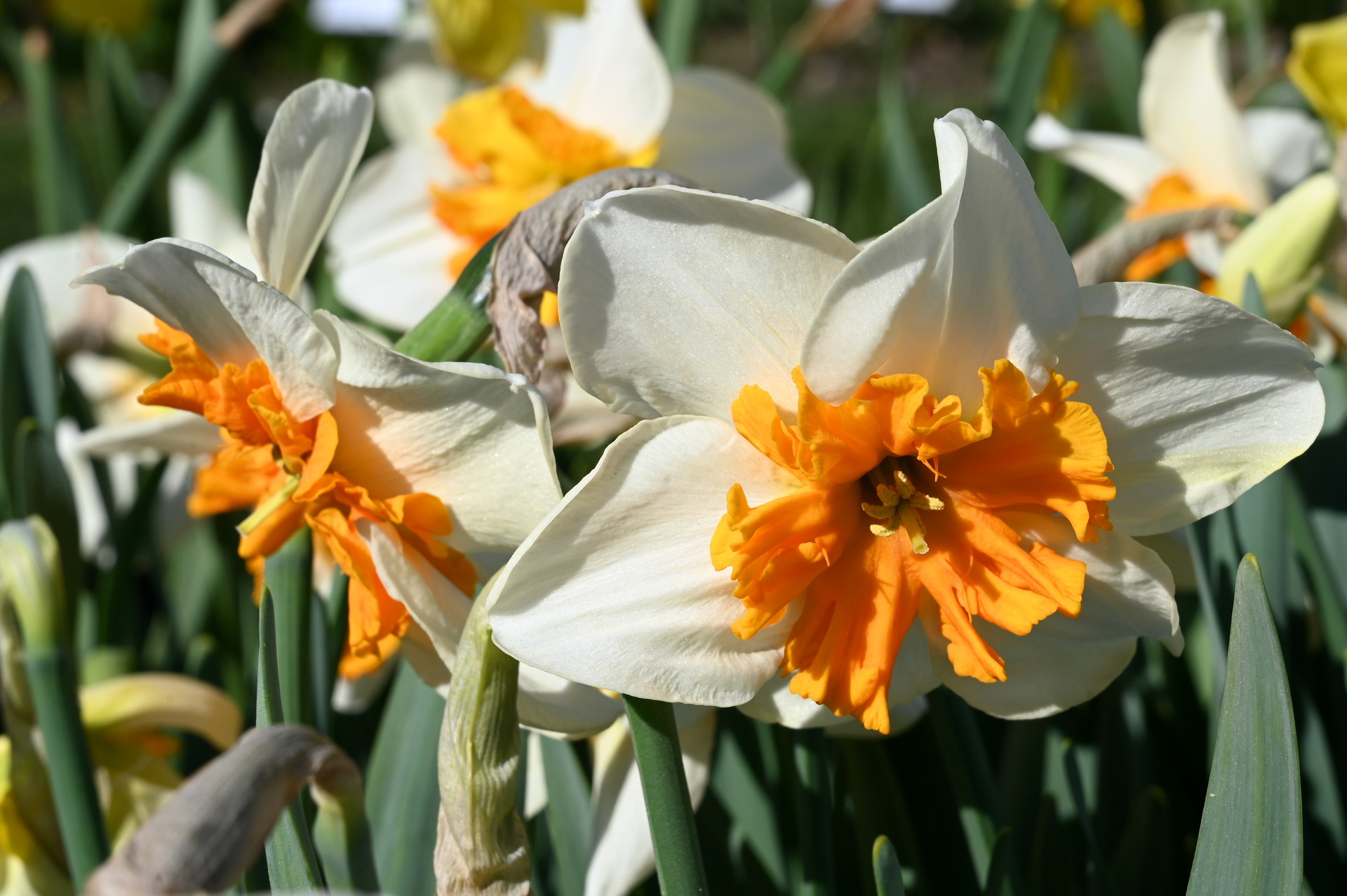 Split-Corona Narzissen Delta