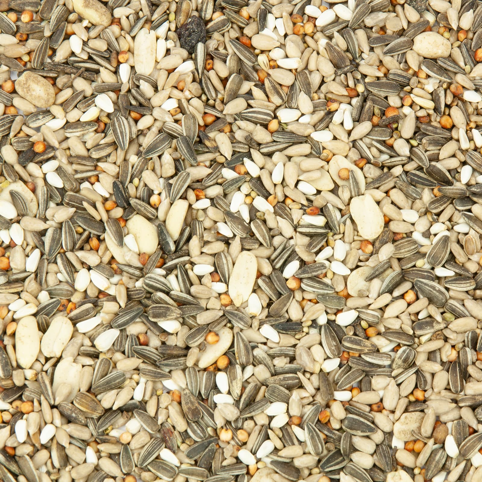Nahaufnahme von Vogelfutter Meisen Müsli – artgerechte Wildvogelfuttermischung mit Sonnenblumenkernen, Erdnüssen, Kardisaat, Milo und Hanfsaat für Meisen, Sperlinge und Finken