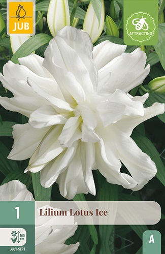 Lilie asiatisch Lotus Ice, gefüllt