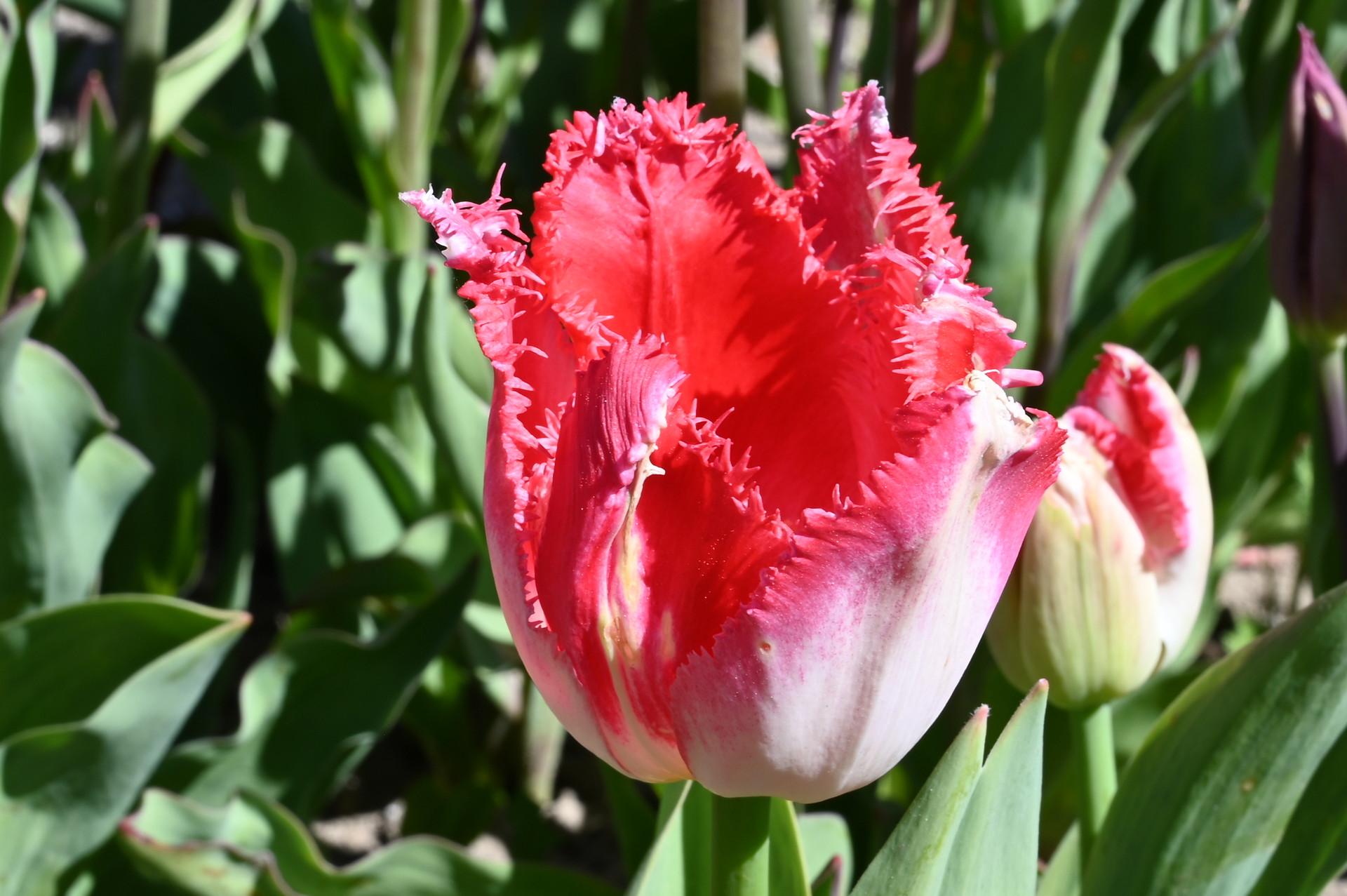 Crispa-Tulpen Sweets Paradise im Beet mit cremeweißen bis zart roséfarbenen, rot geflammten Blüten und fein gefransten Blütenrändern