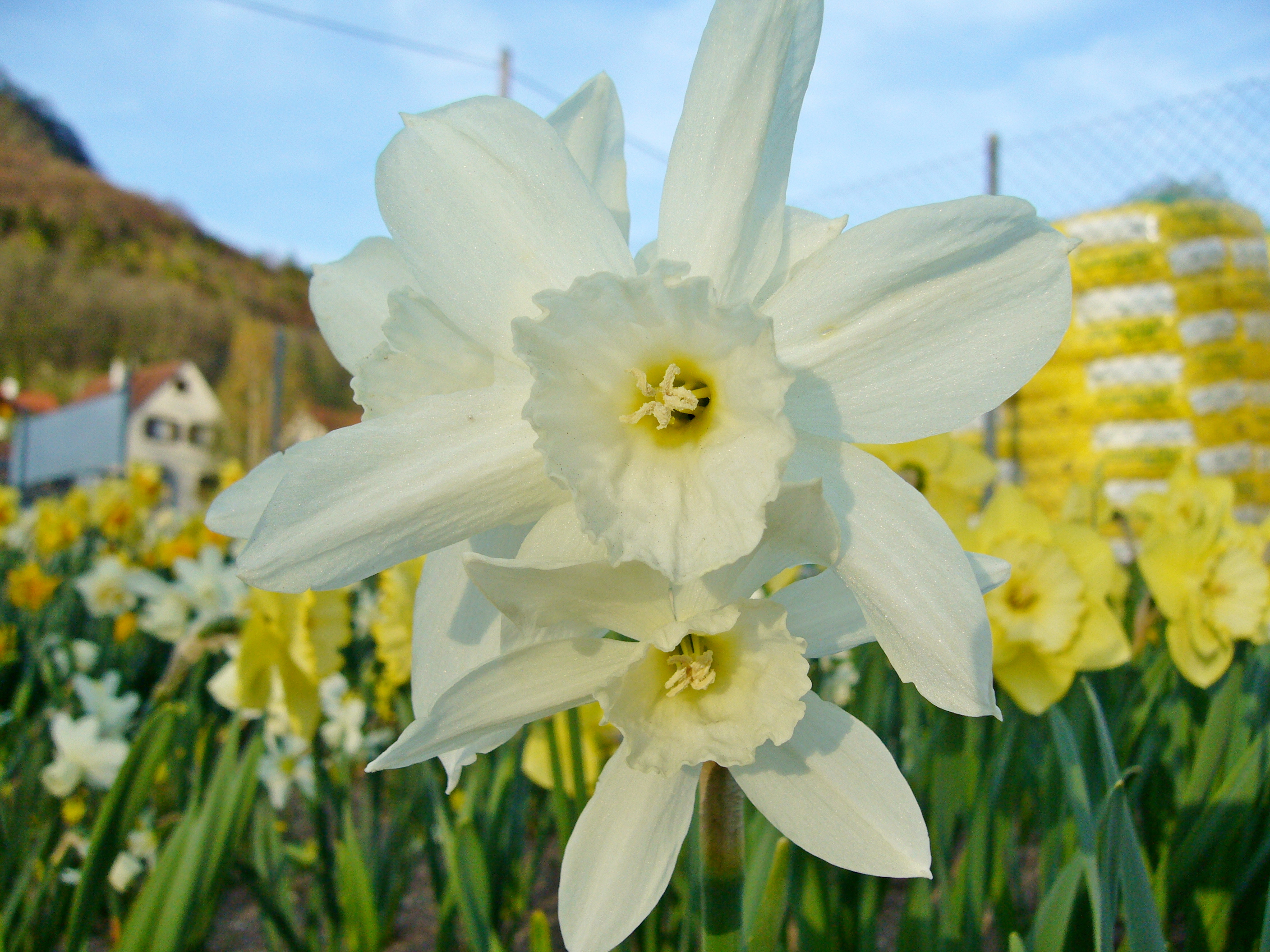 Nahaufnahme zweier weißer Narzissen mit gelber Mitte in einem Blumenfeld, unscharfer Hintergrund mit Häusern und Hügeln